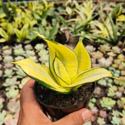 Alternative view of 867. Sansevieria Futura Hendrika Golden Solid
