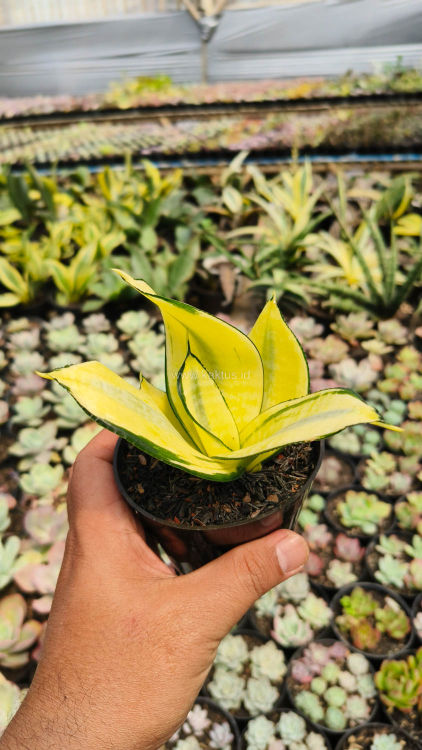 867. Sansevieria Futura Hendrika Golden Solid - Image 2