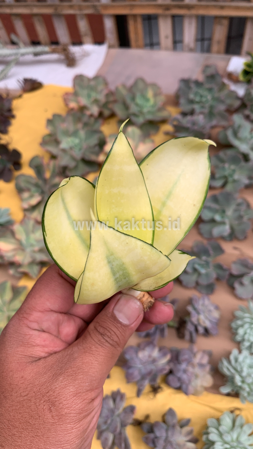 867. Sansevieria Futura Hendrika Golden Solid - Image 18