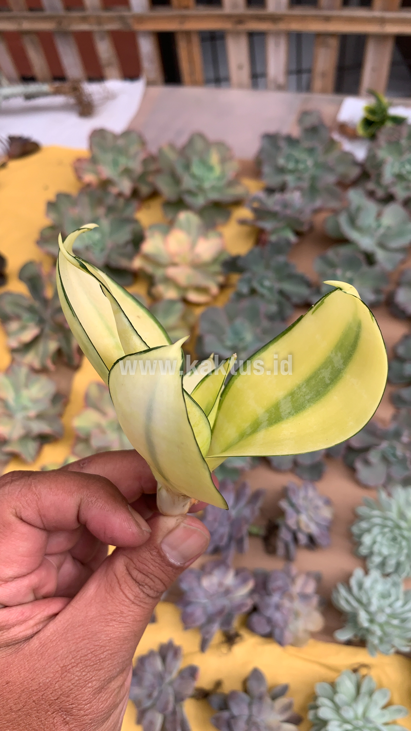 867. Sansevieria Futura Hendrika Golden Solid - Image 14