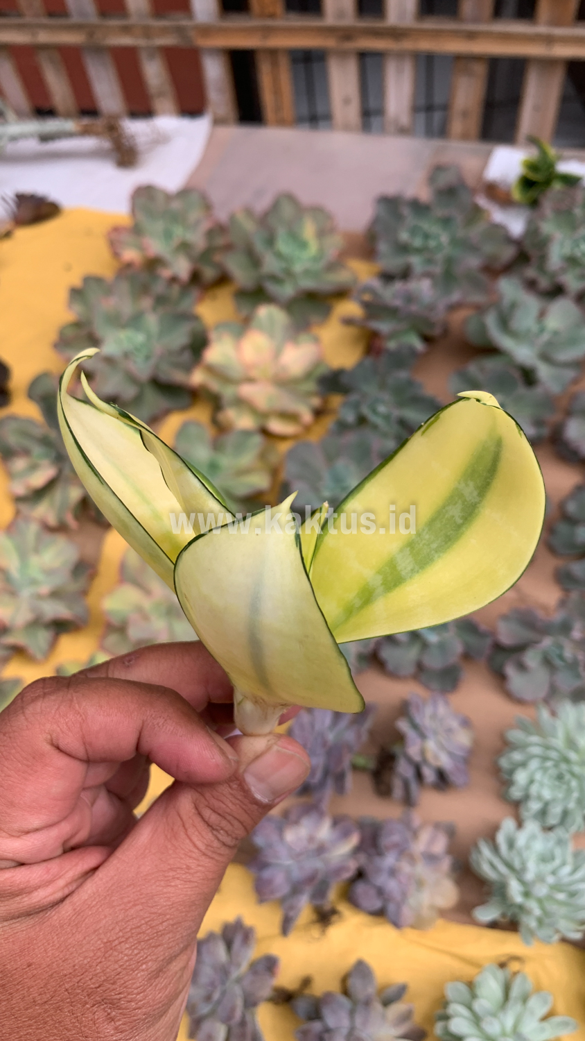867. Sansevieria Futura Hendrika Golden Solid - Image 12