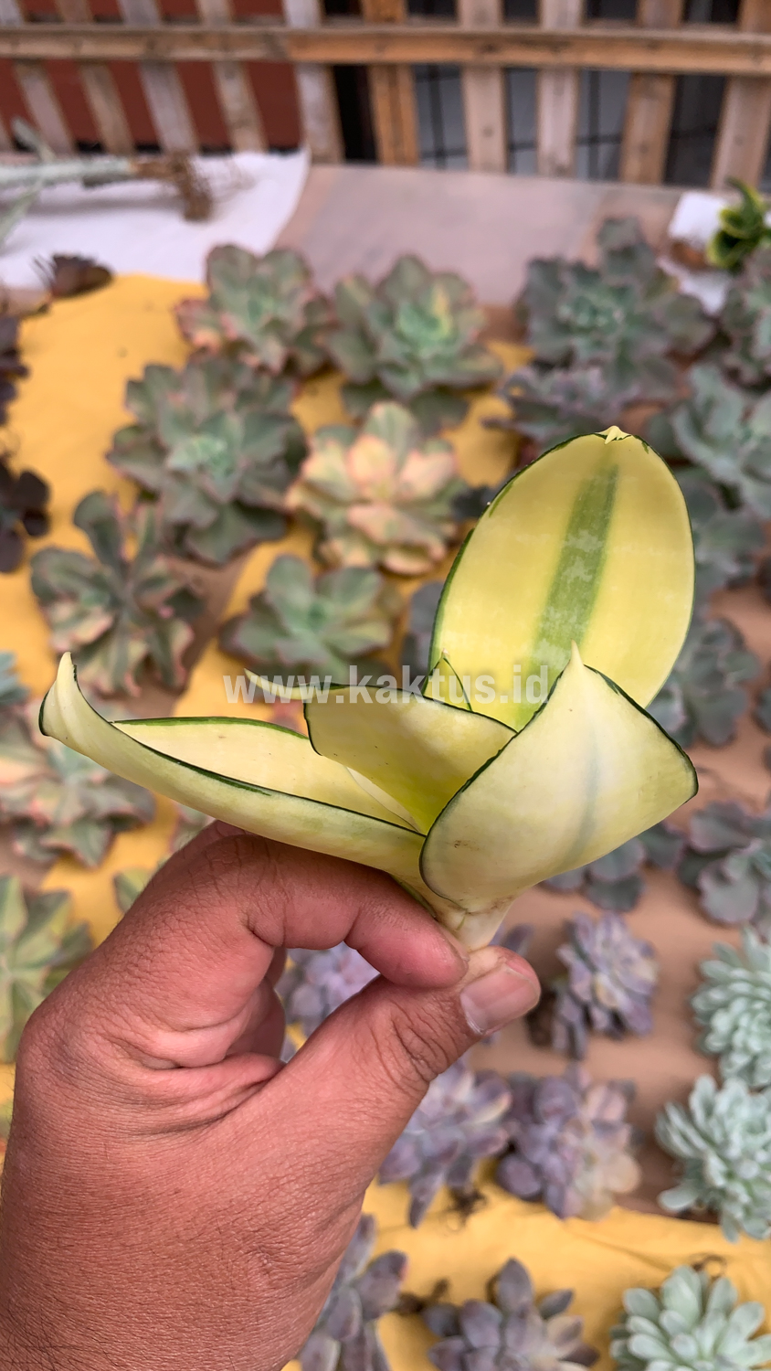 867. Sansevieria Futura Hendrika Golden Solid - Image 6