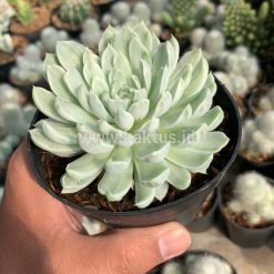 Alternative view of 869. Echeveria Royal Chrysanthemum Variegated