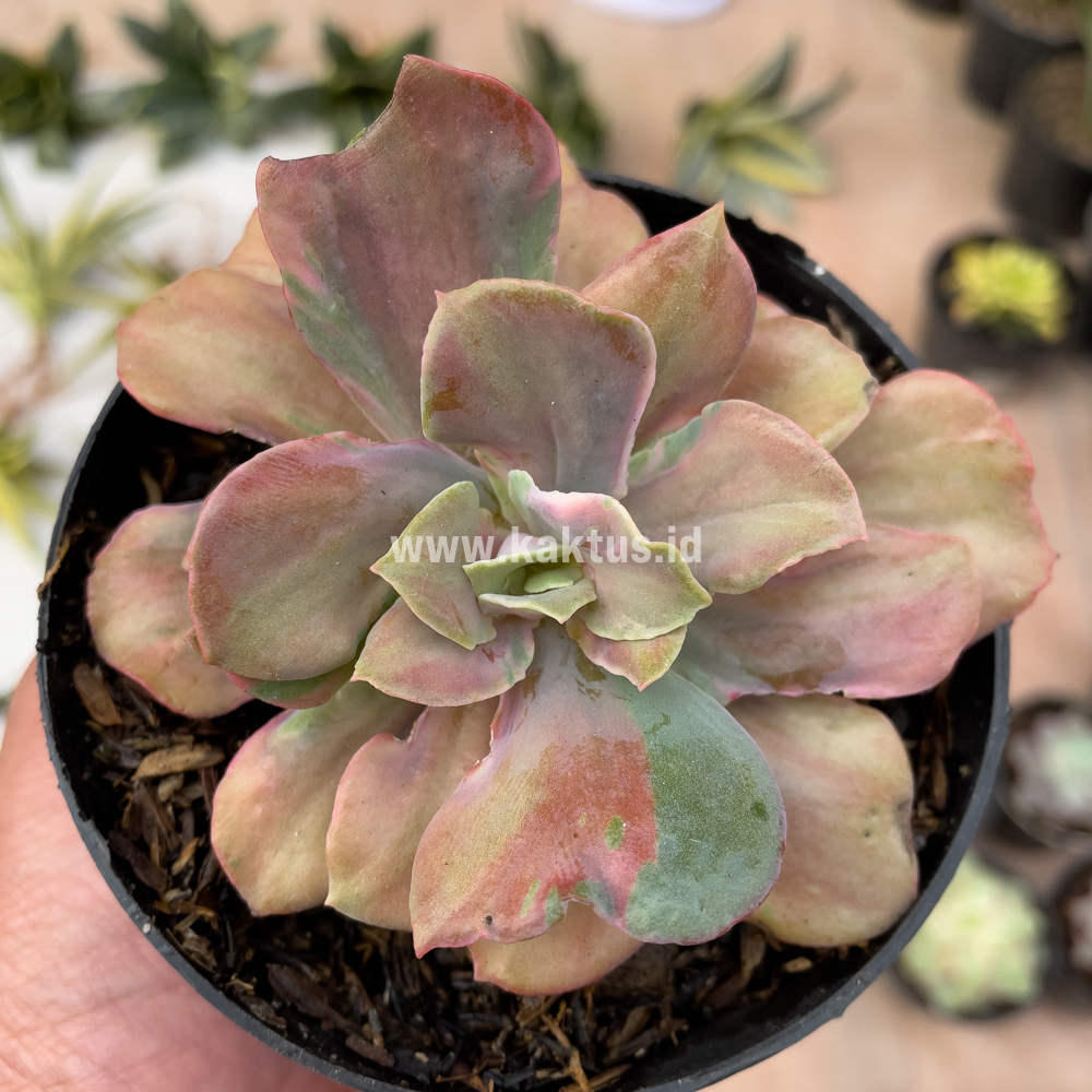 870. Echeveria Beyonce Chantilly - Image 2