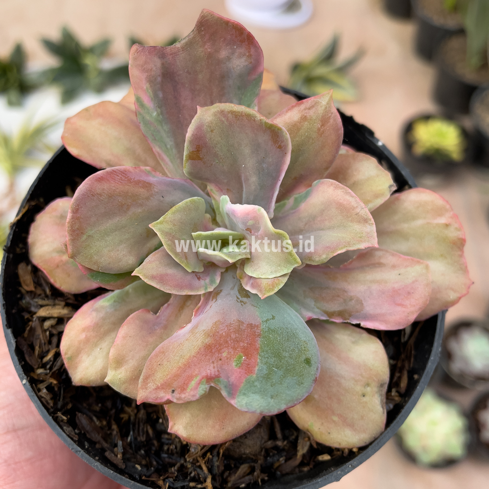 870. Echeveria Beyonce Chantilly - Image 3