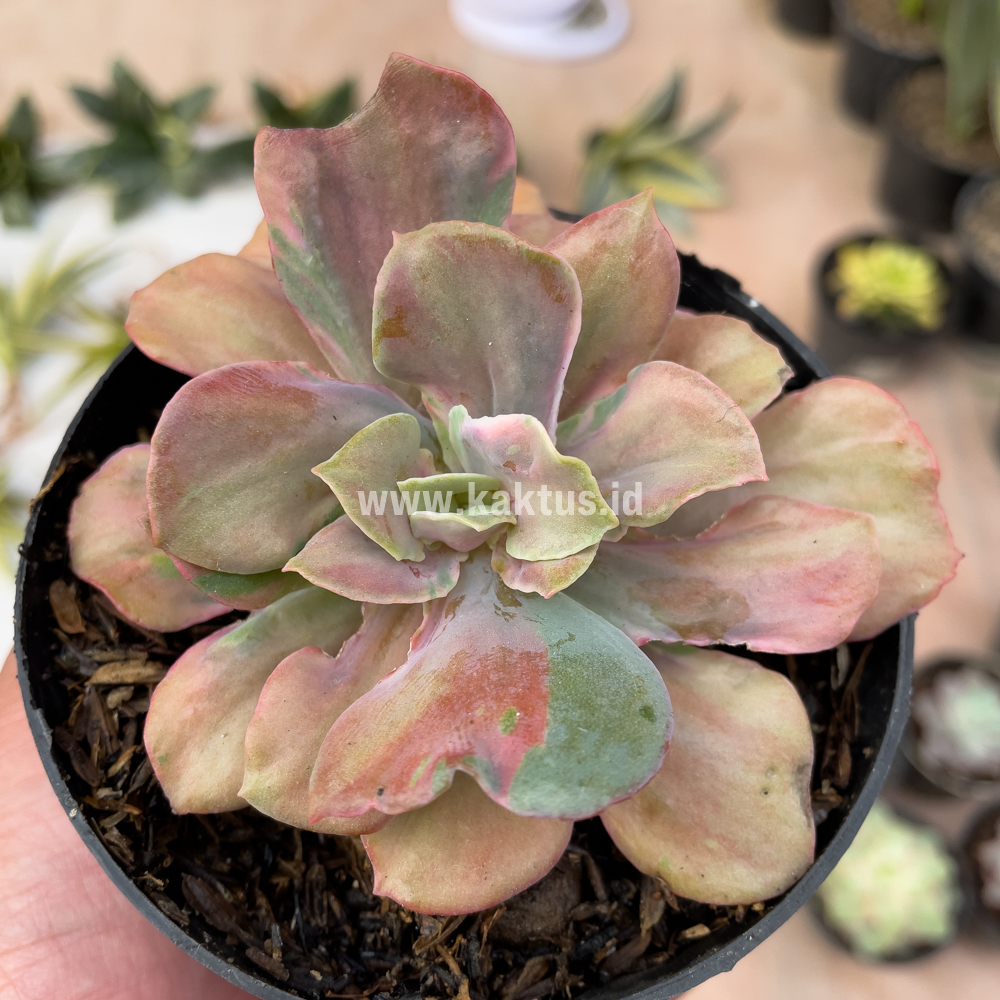 870. Echeveria Beyonce Chantilly - Image 7