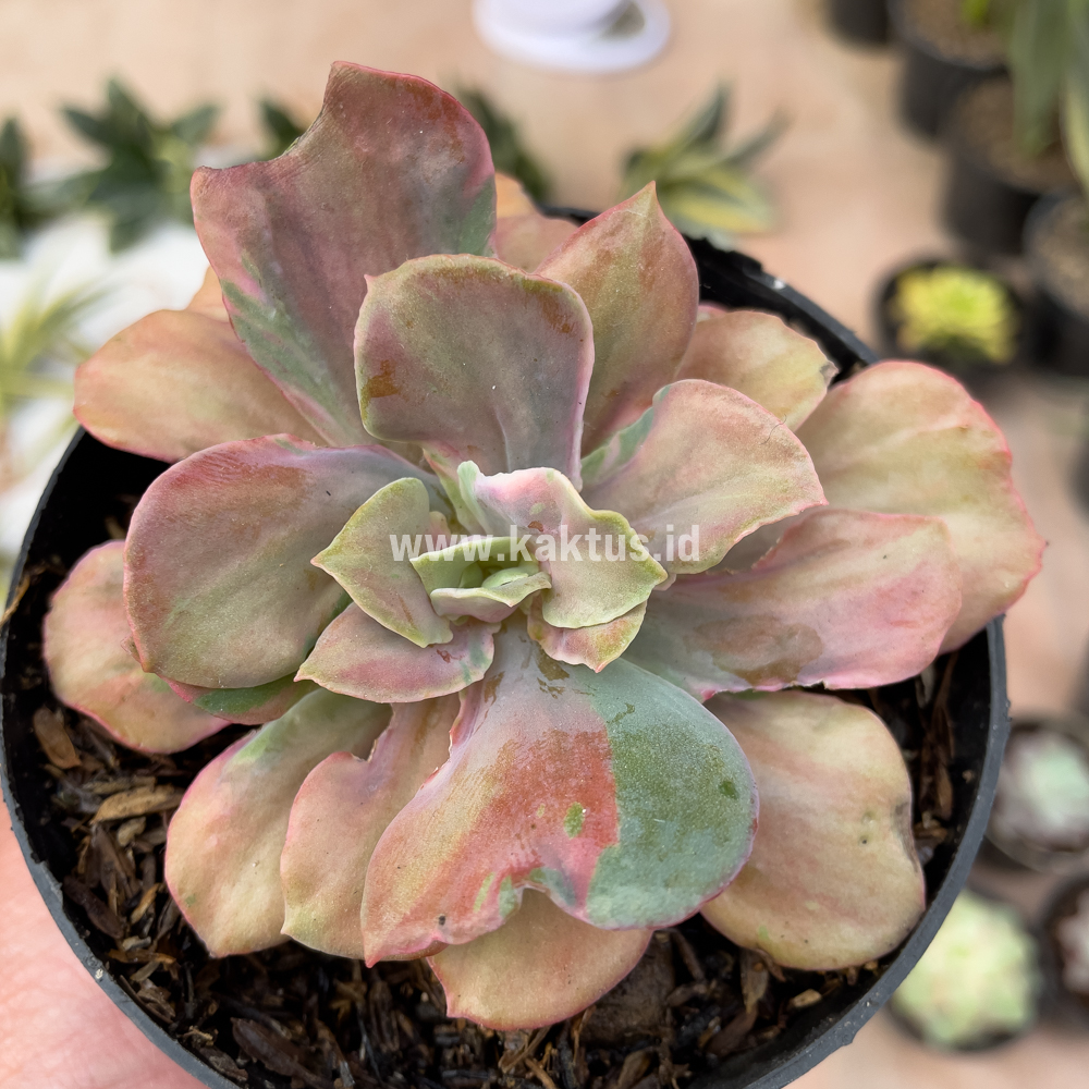 870. Echeveria Beyonce Chantilly - Image 5