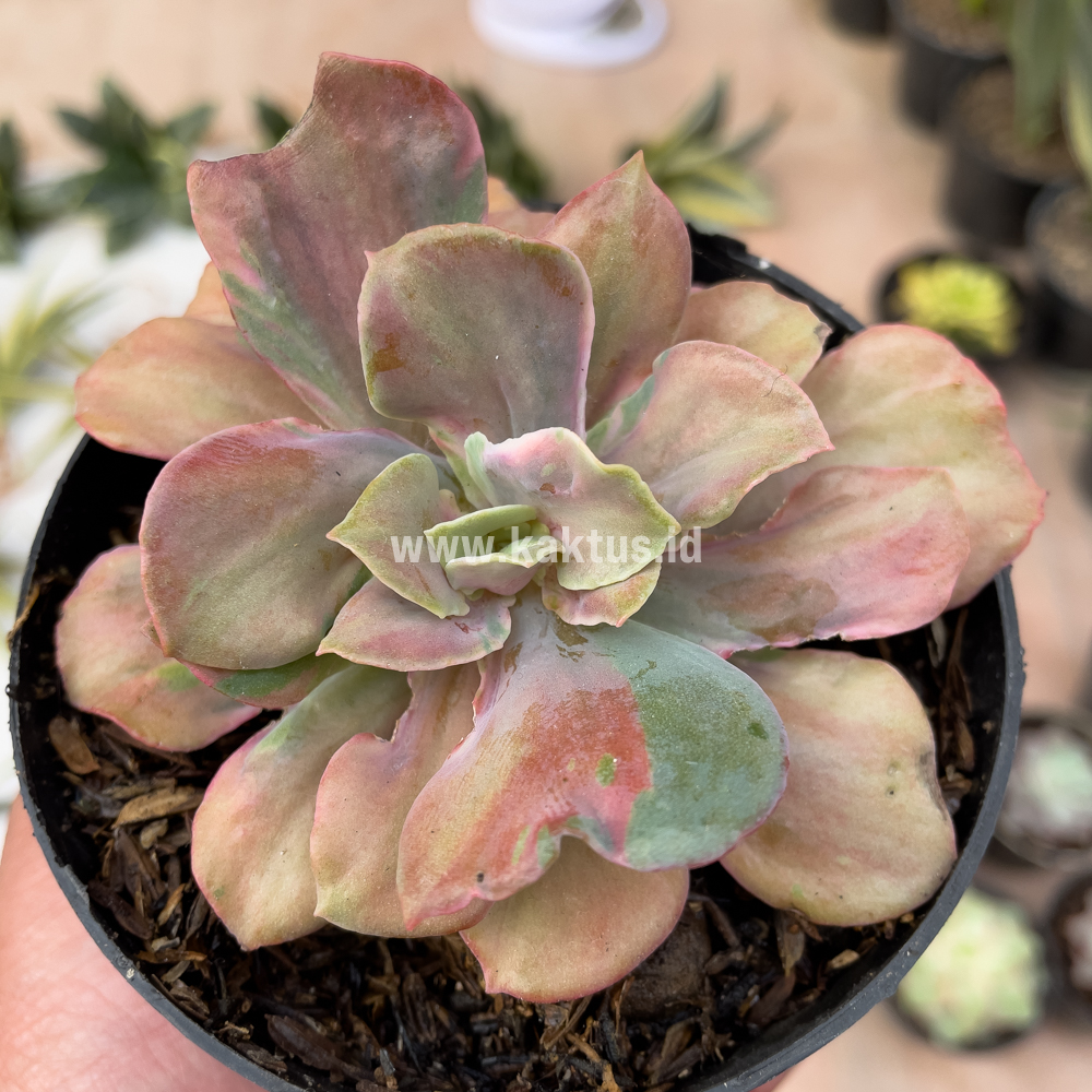 870. Echeveria Beyonce Chantilly - Image 6