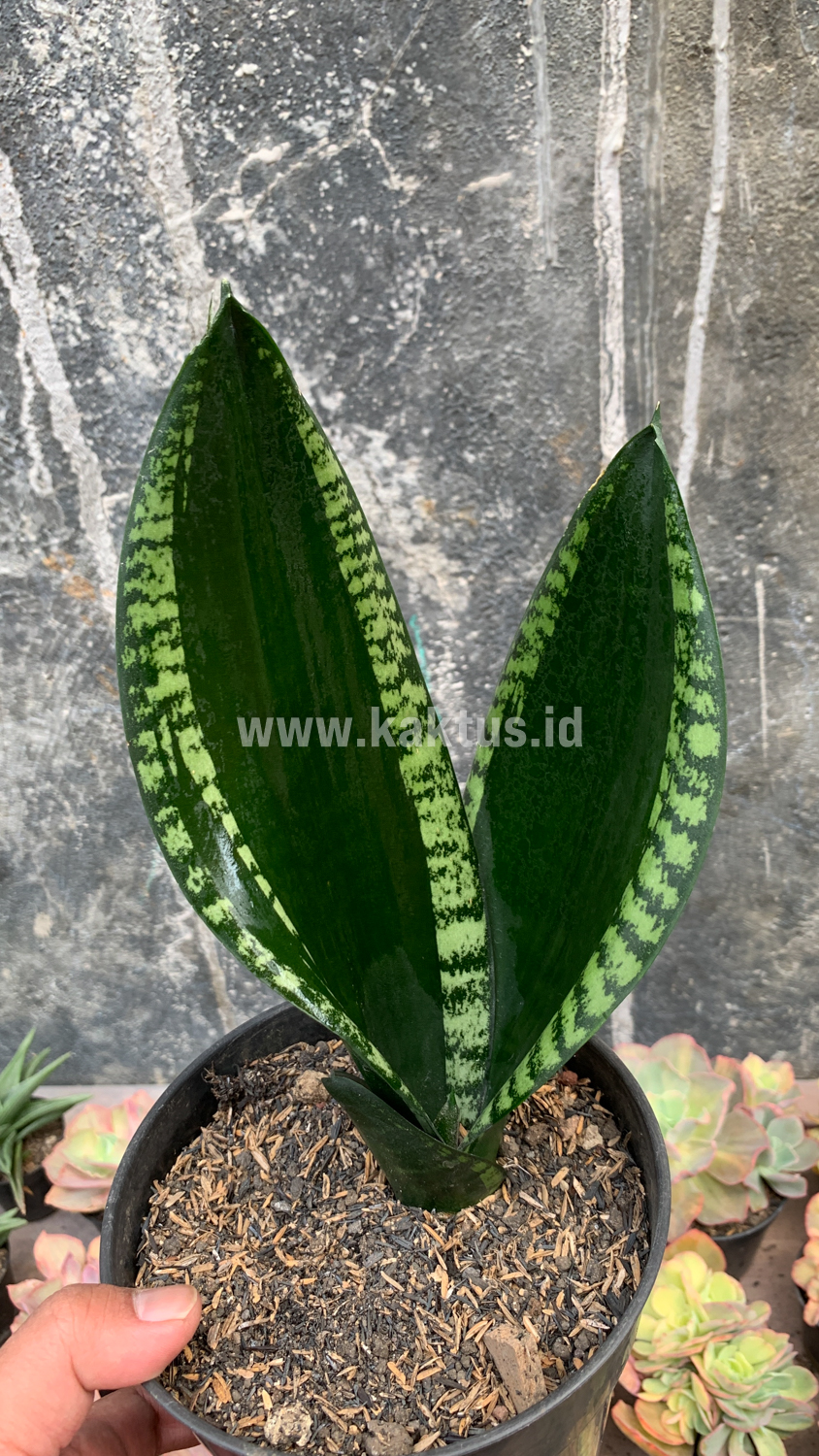871. Sansevieria Whitney - Image 10