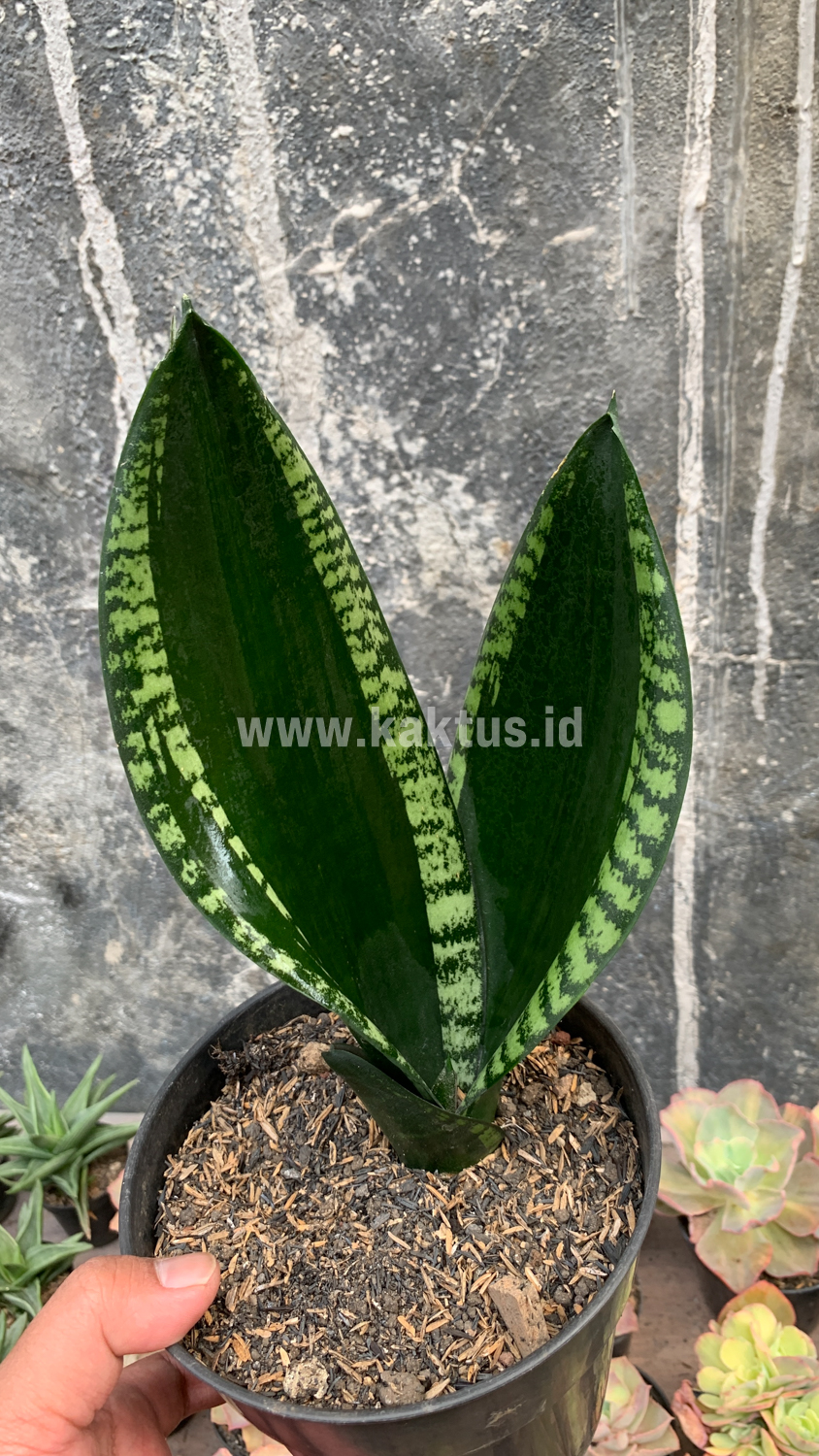 871. Sansevieria Whitney - Image 8