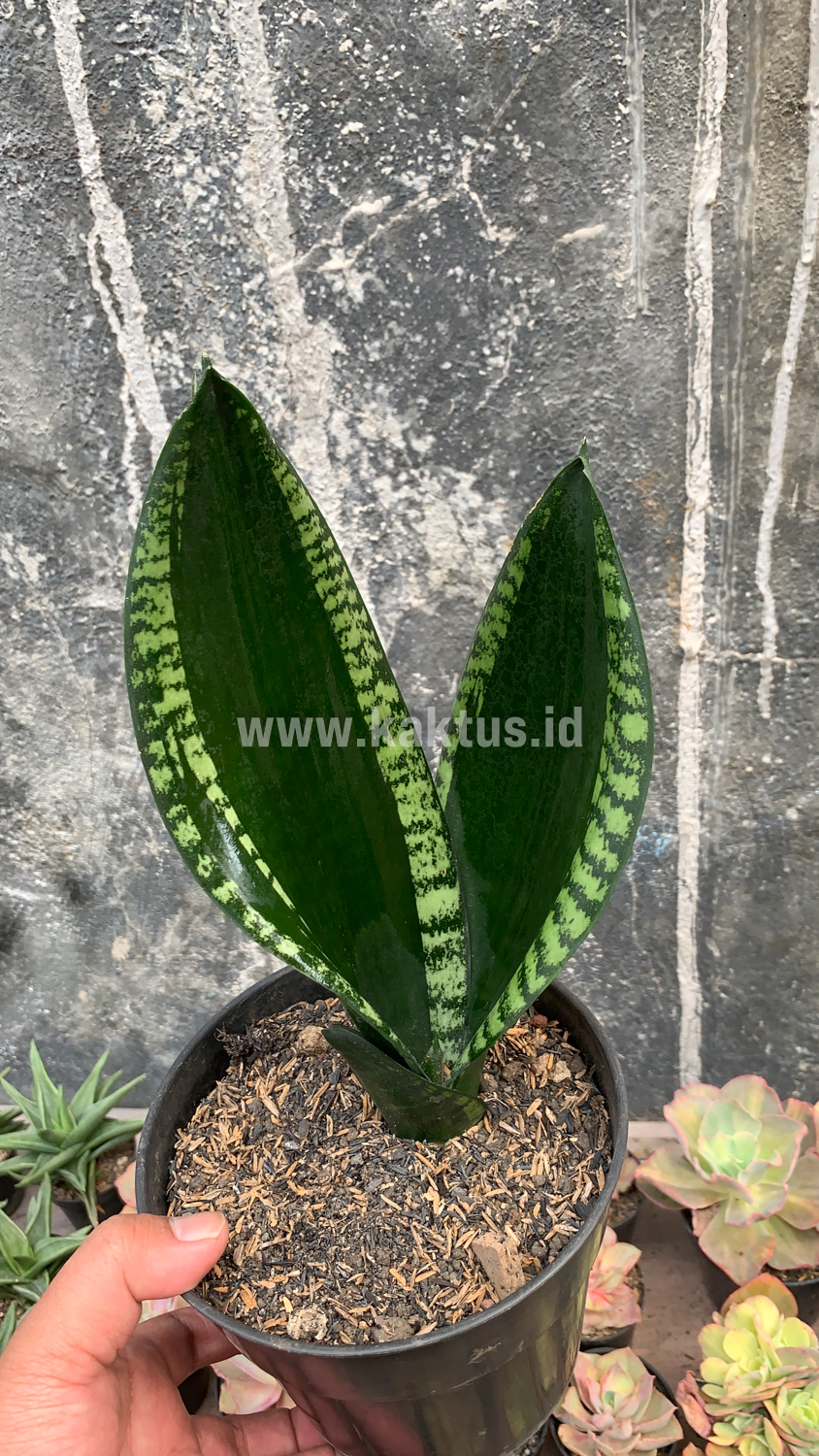 871. Sansevieria Whitney - Image 7