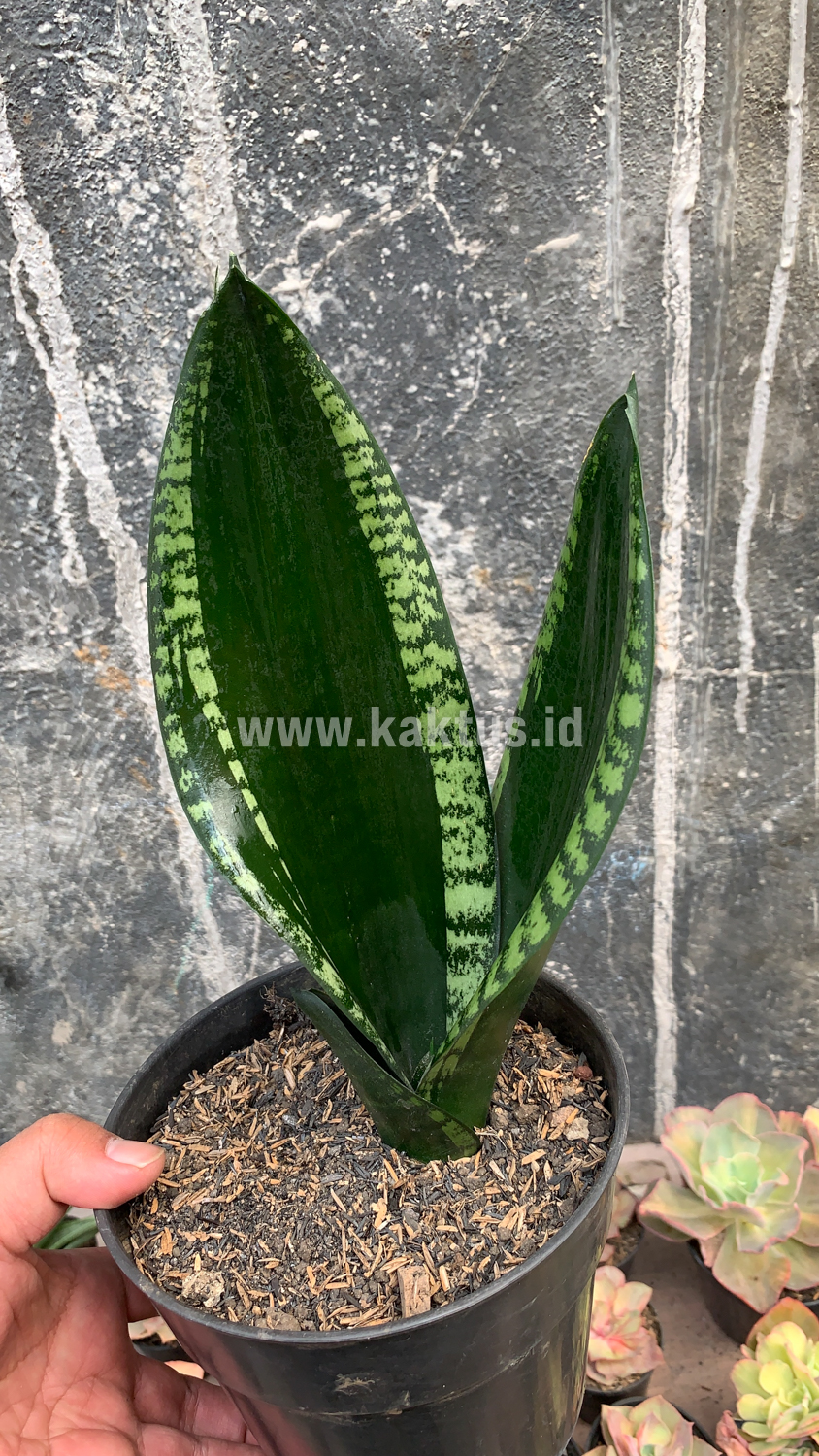 871. Sansevieria Whitney - Image 9