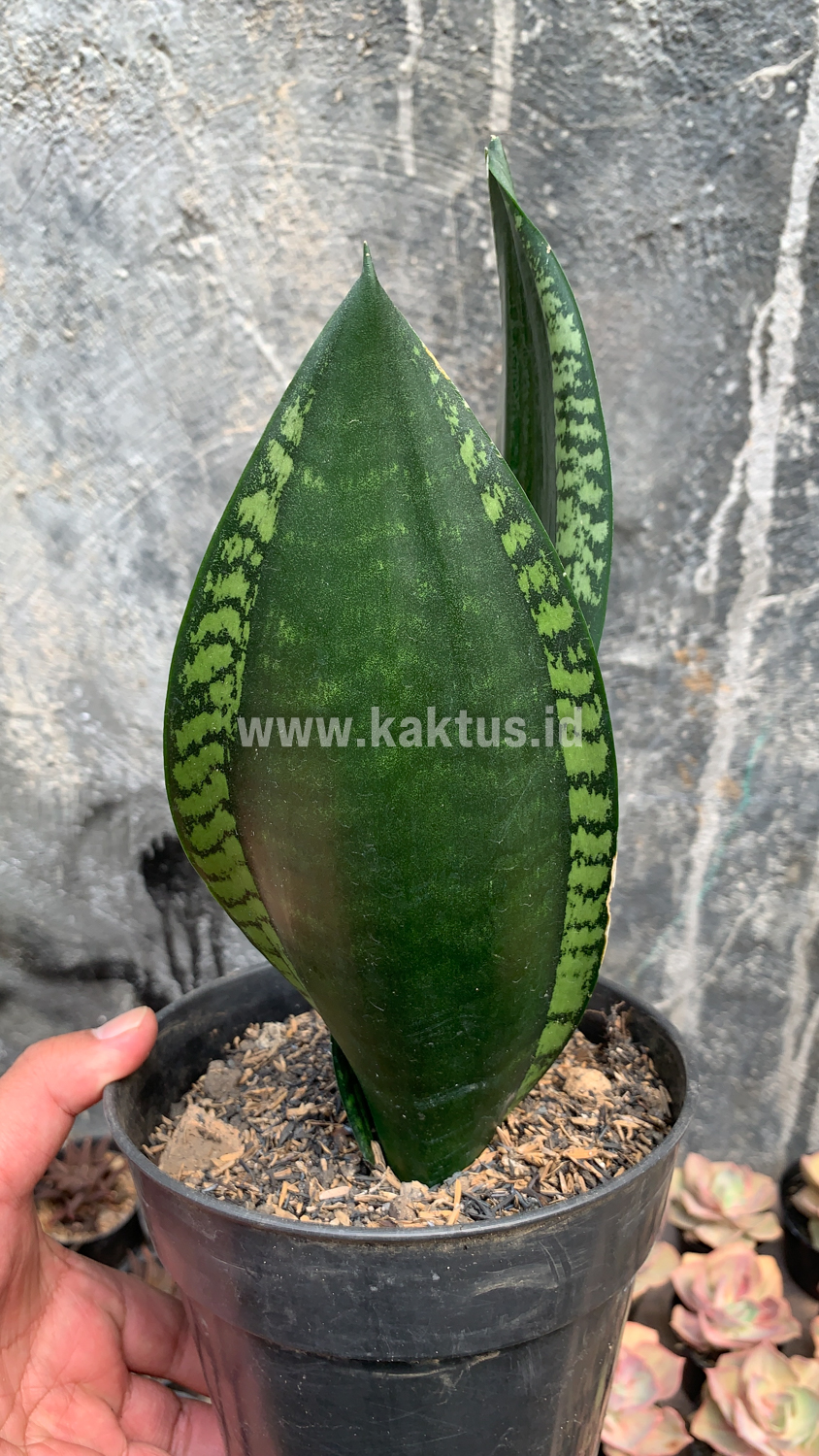 871. Sansevieria Whitney - Image 6