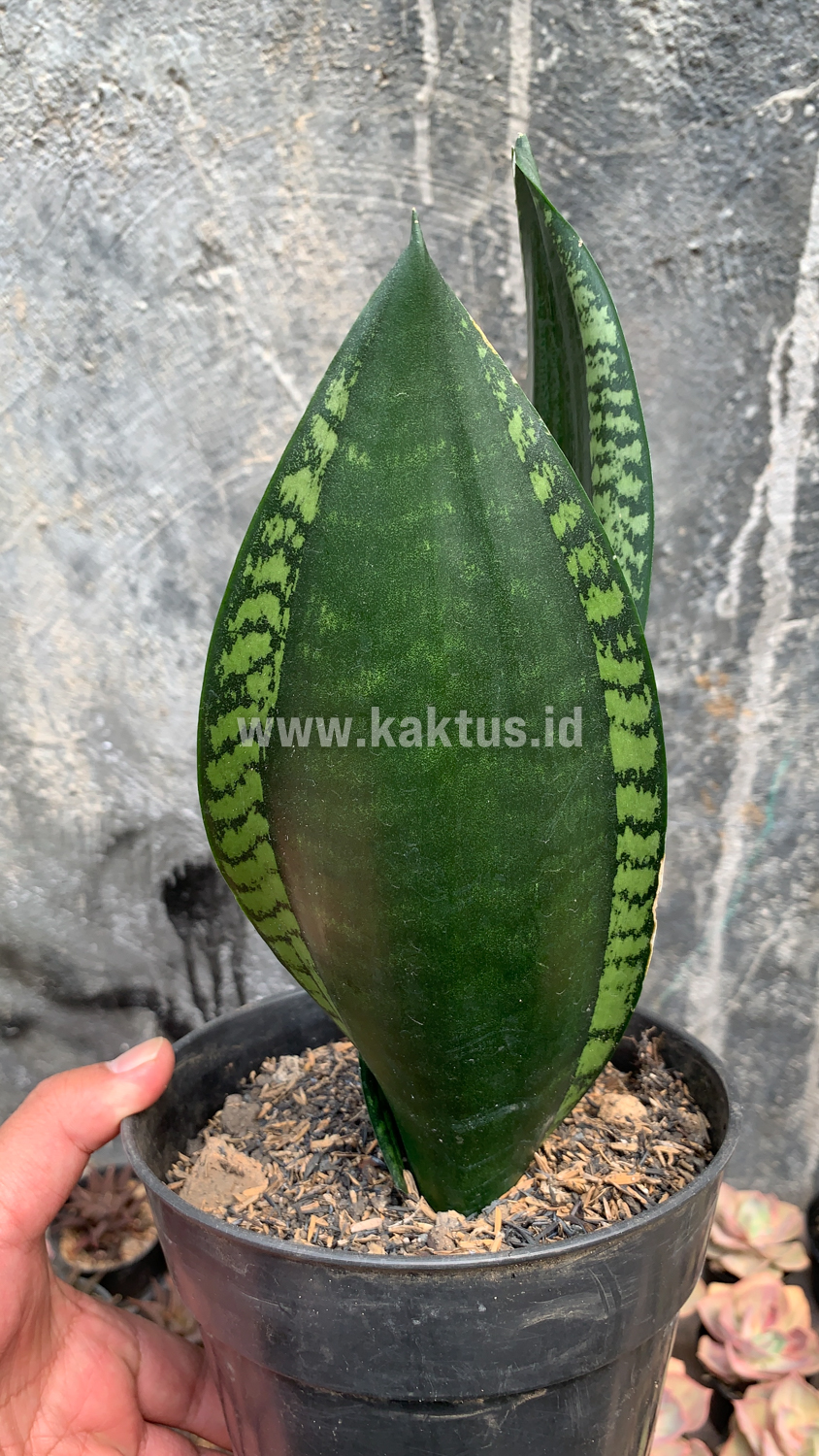 871. Sansevieria Whitney - Image 5