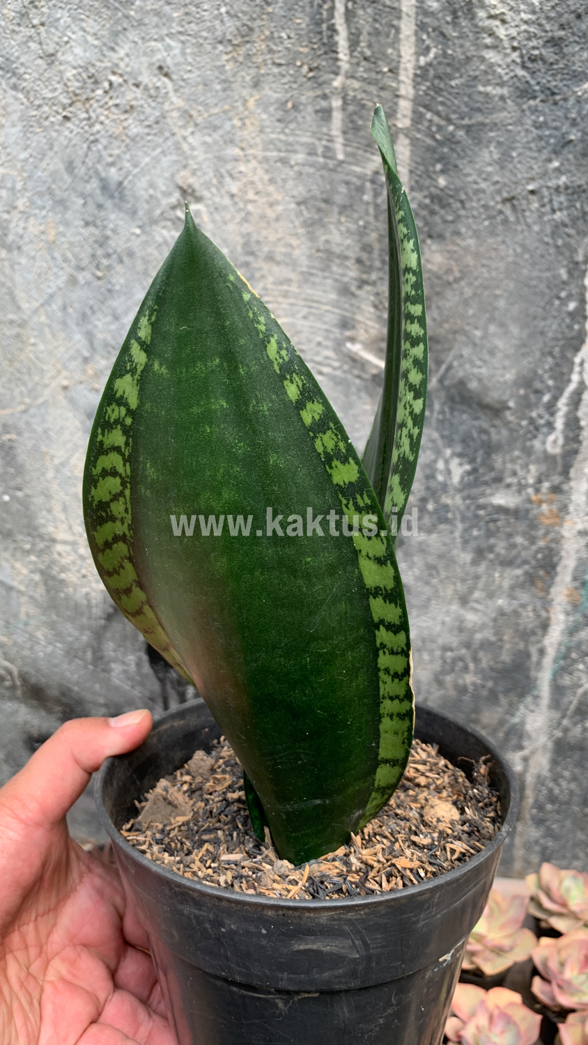 871. Sansevieria Whitney - Image 4