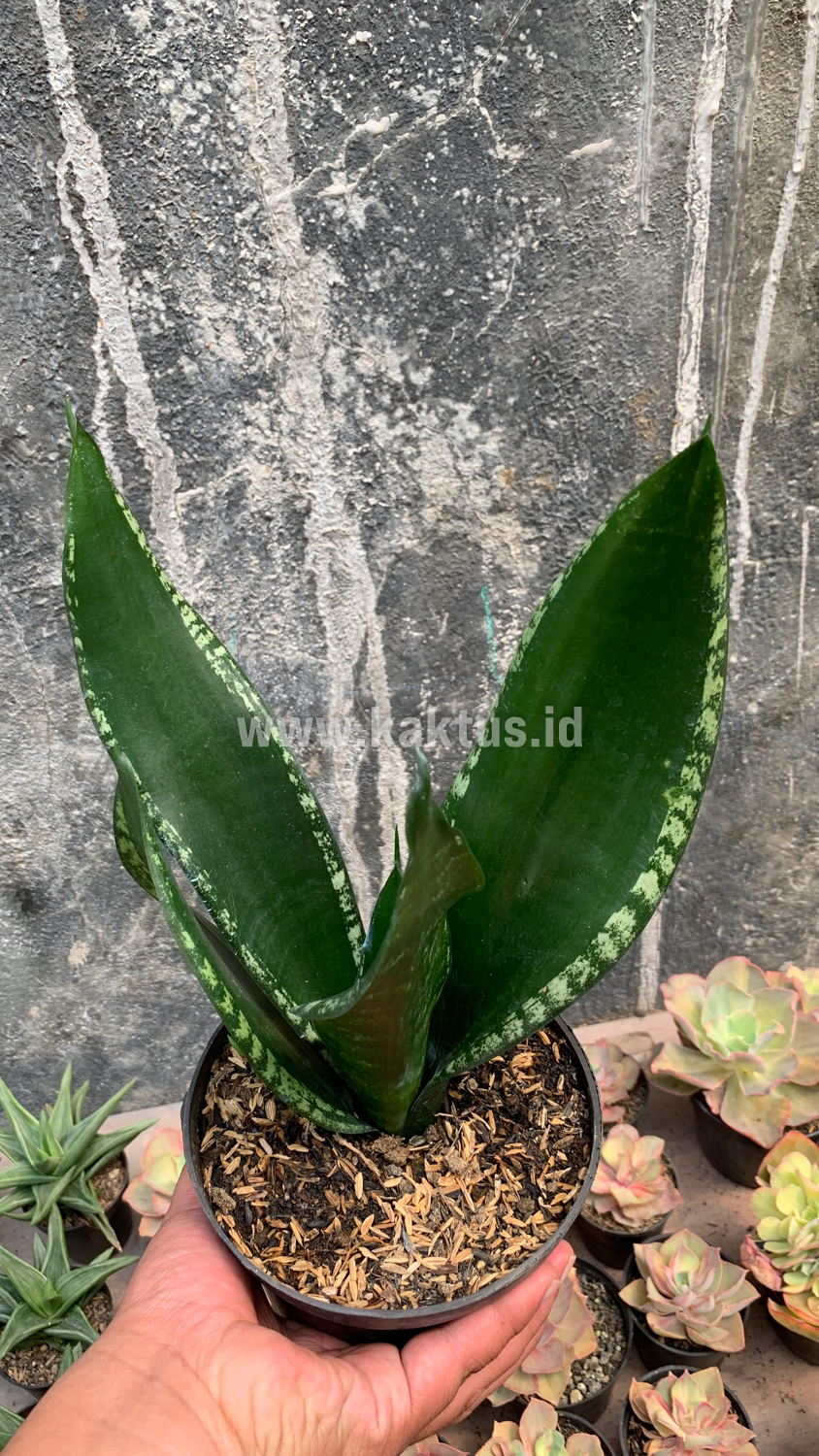 871. Sansevieria Whitney - Image 3