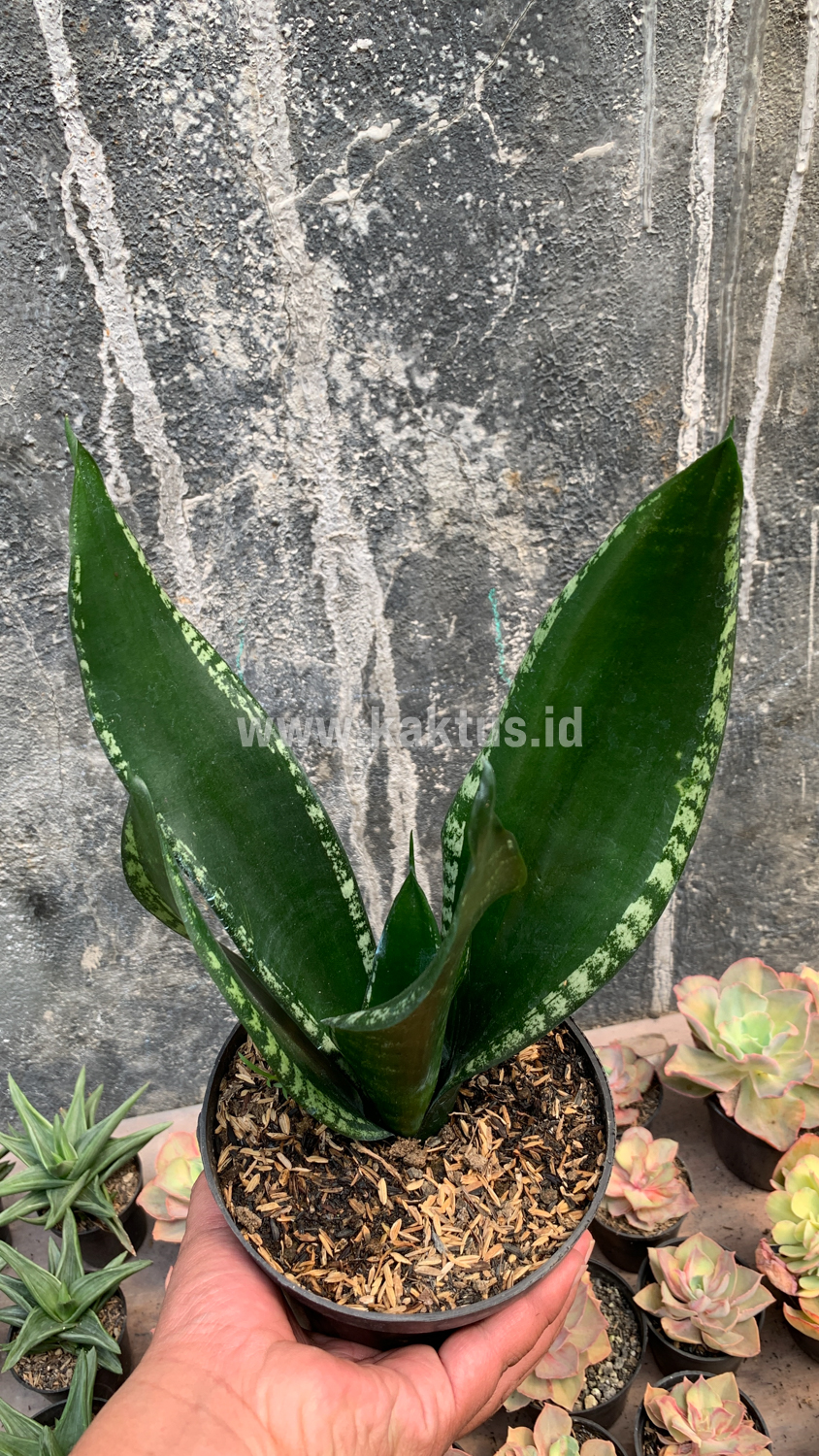 871. Sansevieria Whitney - Image 2