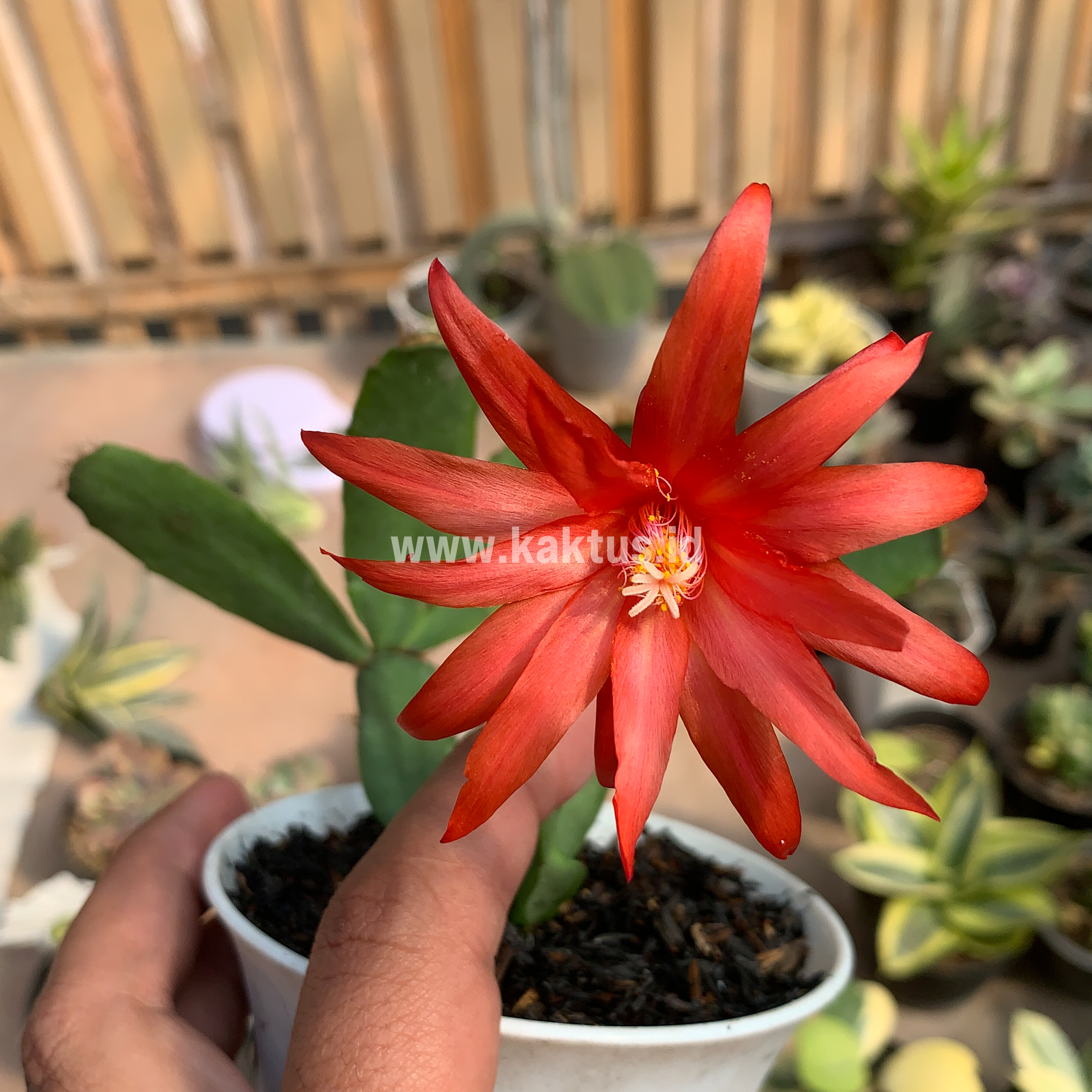 873. Schlumbergera Gaertneri Red Flowers - Easter Cactus - Image 4