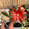 873. Schlumbergera Gaertneri Red Flowers - Easter Cactus