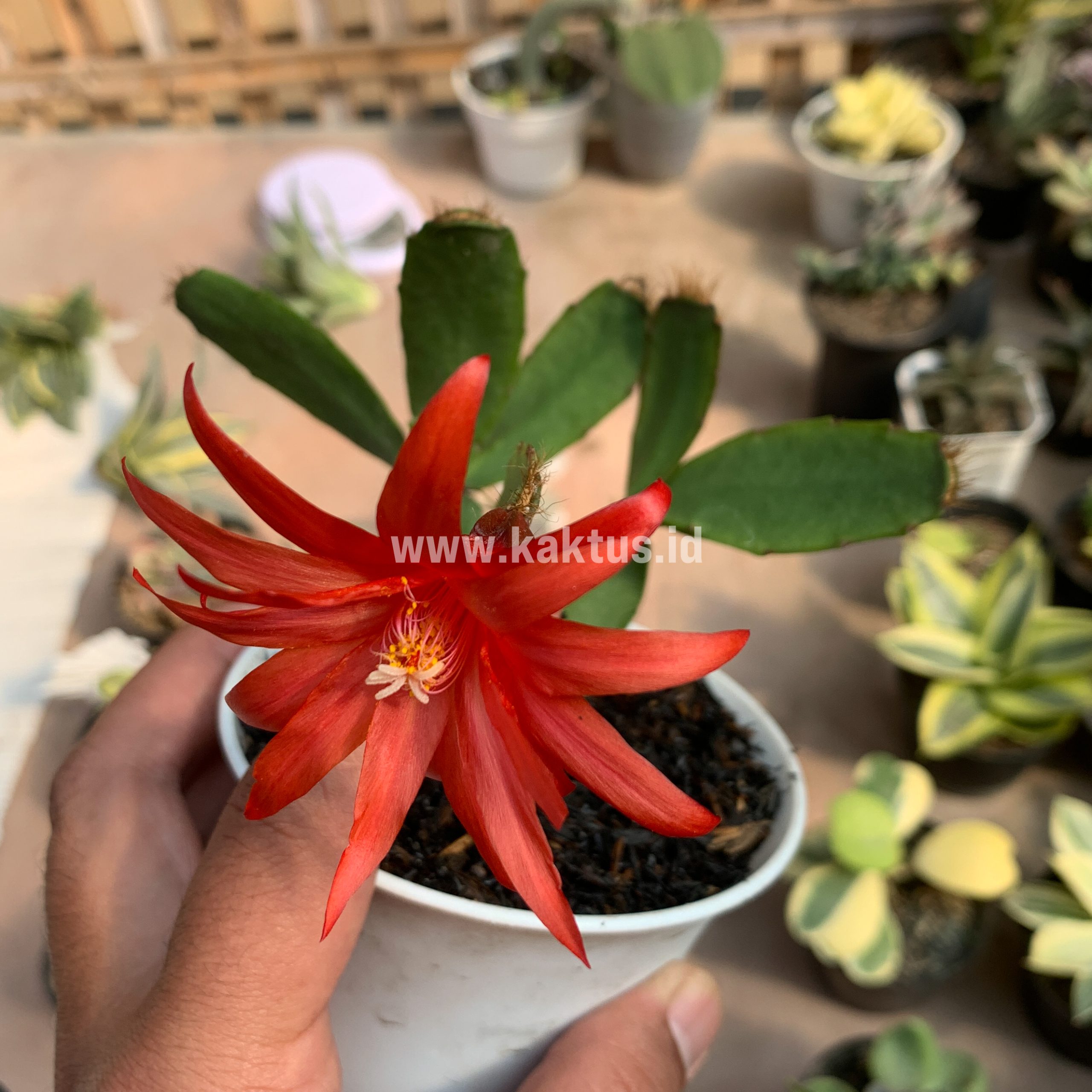 873. Schlumbergera Gaertneri Red Flowers - Easter Cactus - Image 5