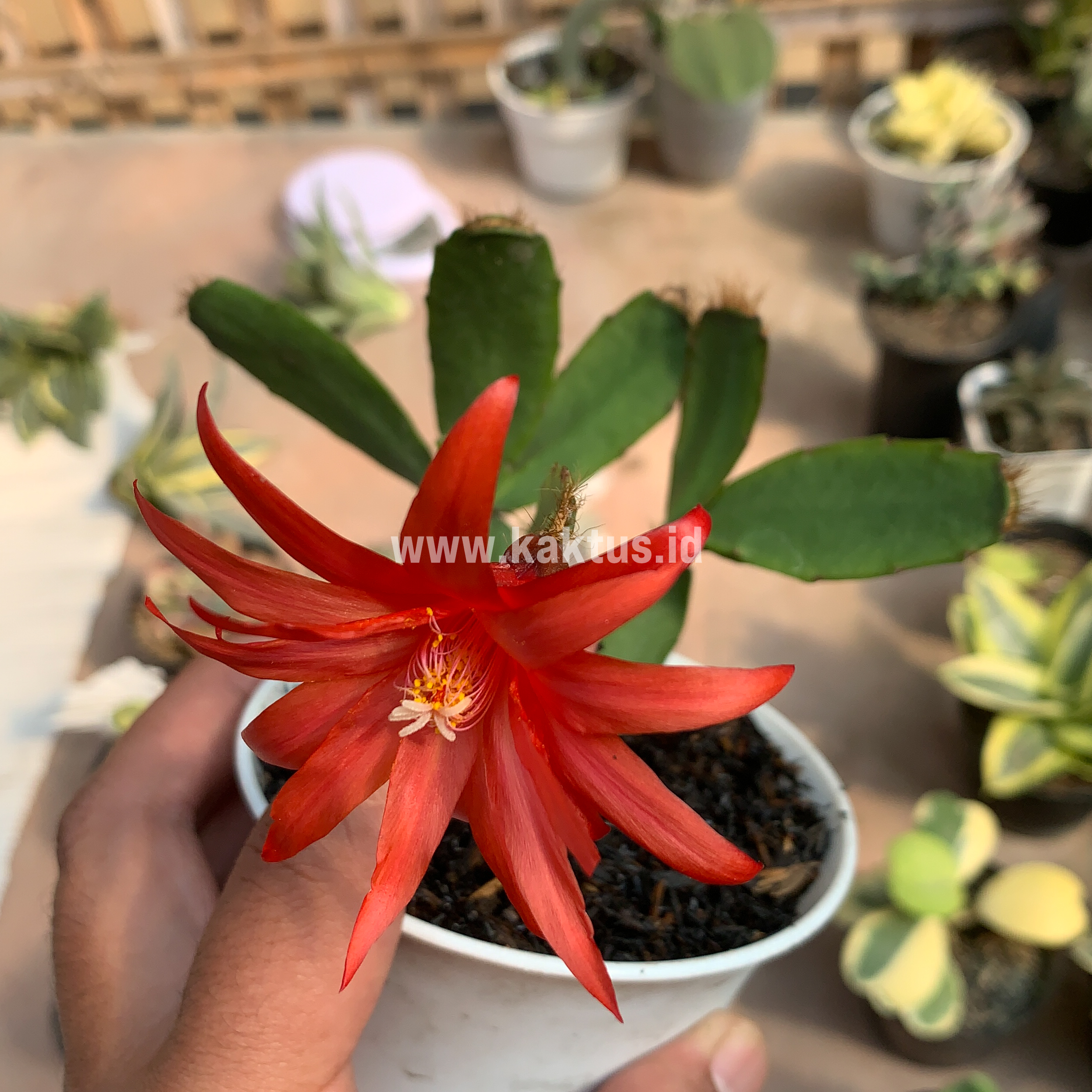 873. Schlumbergera Gaertneri Red Flowers - Easter Cactus - Image 6