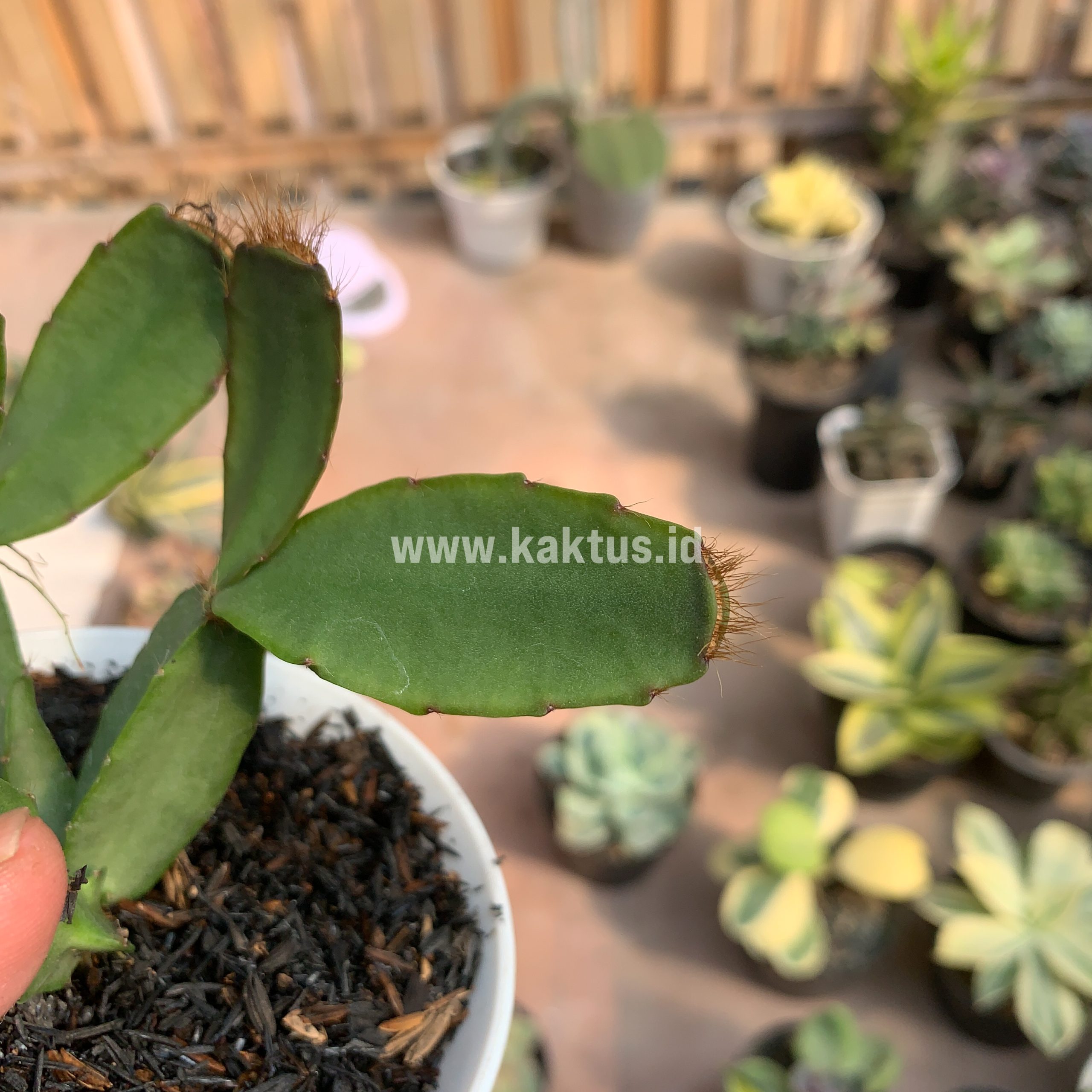 873. Schlumbergera Gaertneri Red Flowers - Easter Cactus - Image 7