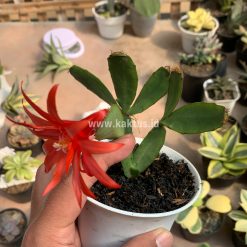 Alternative view of 873. Schlumbergera Gaertneri Red Flowers - Easter Cactus