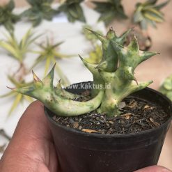 Alternative view of 874. Huernia Hesperidum Variegated