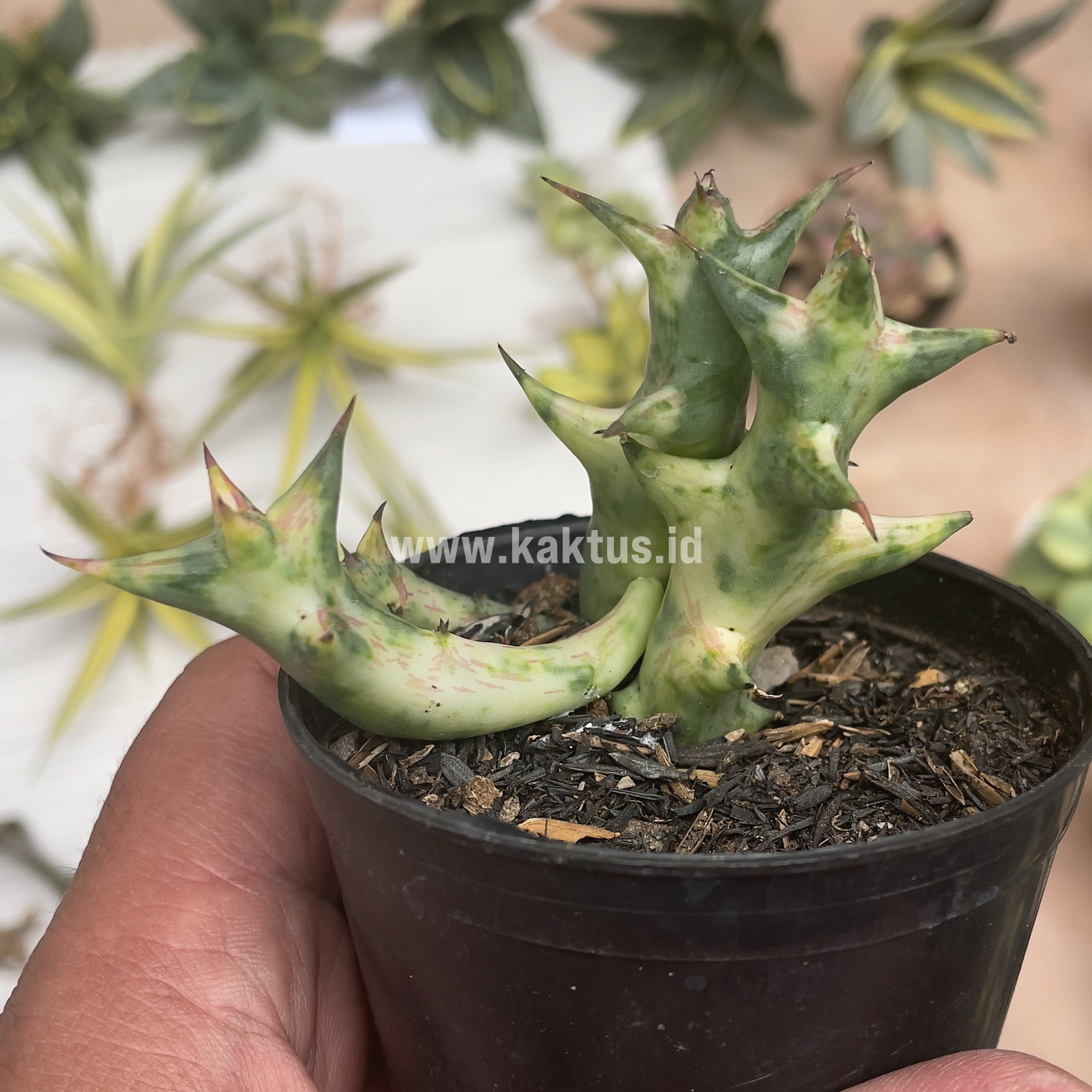 874. Huernia Hesperidum Variegated - Image 2