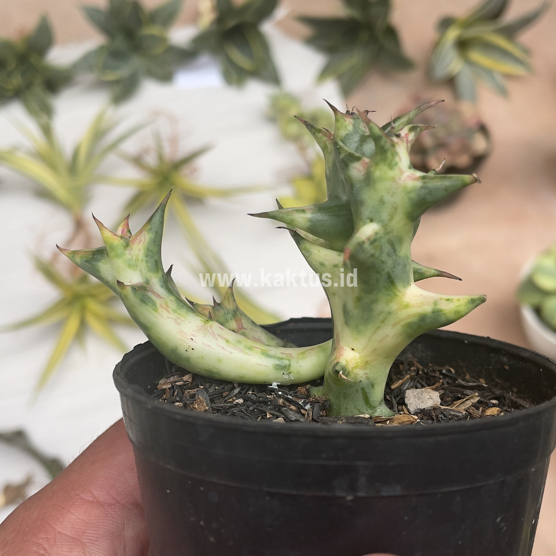 874. Huernia Hesperidum Variegated - Image 3