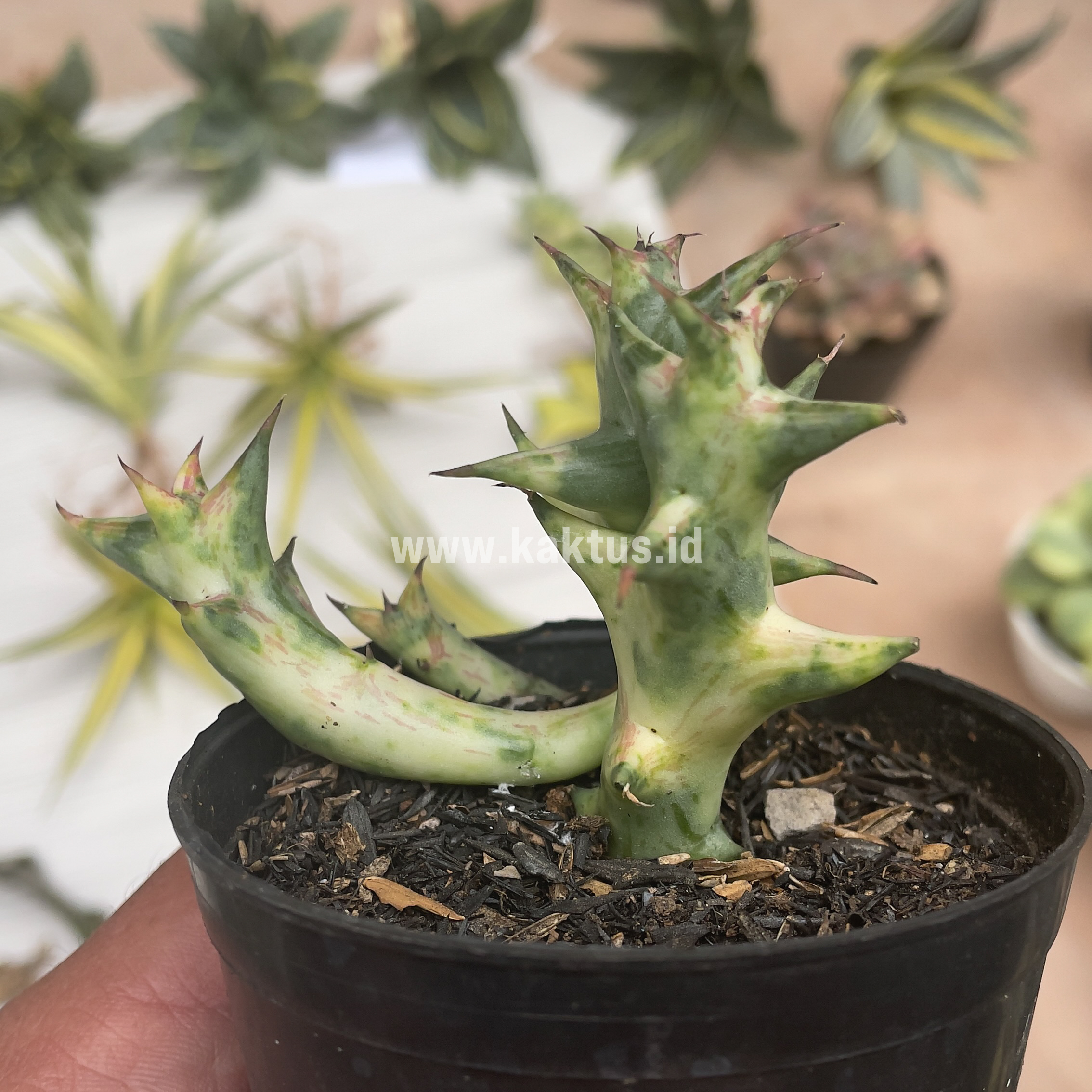 874. Huernia Hesperidum Variegated - Image 4