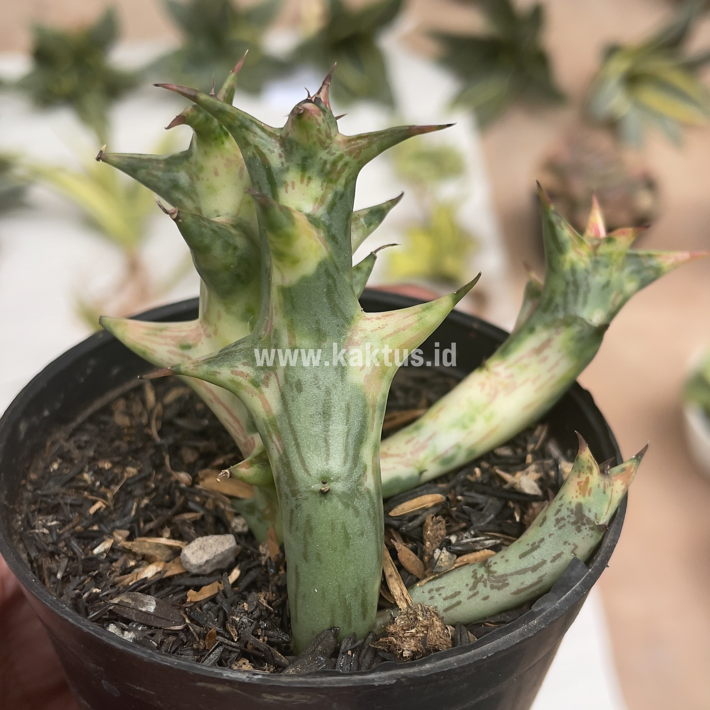 874. Huernia Hesperidum Variegated - Image 5