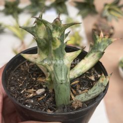 874. Huernia Hesperidum Variegated
