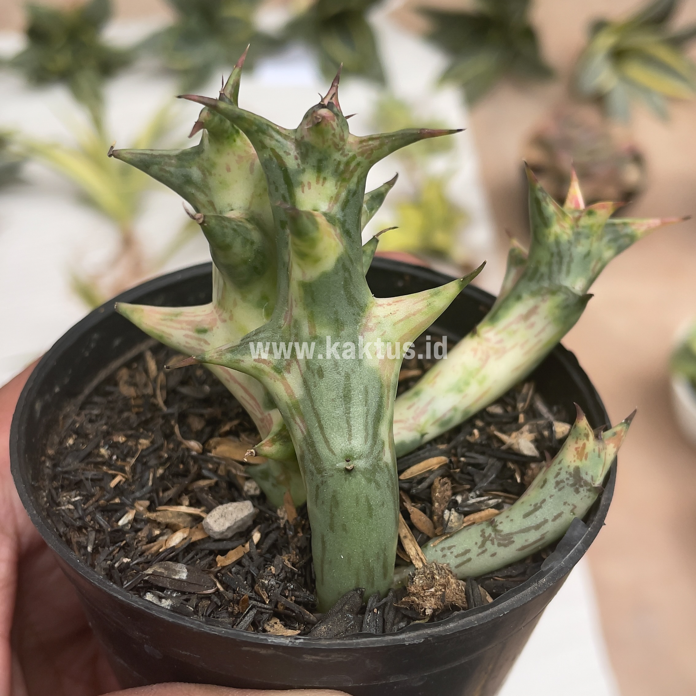 874. Huernia Hesperidum Variegated