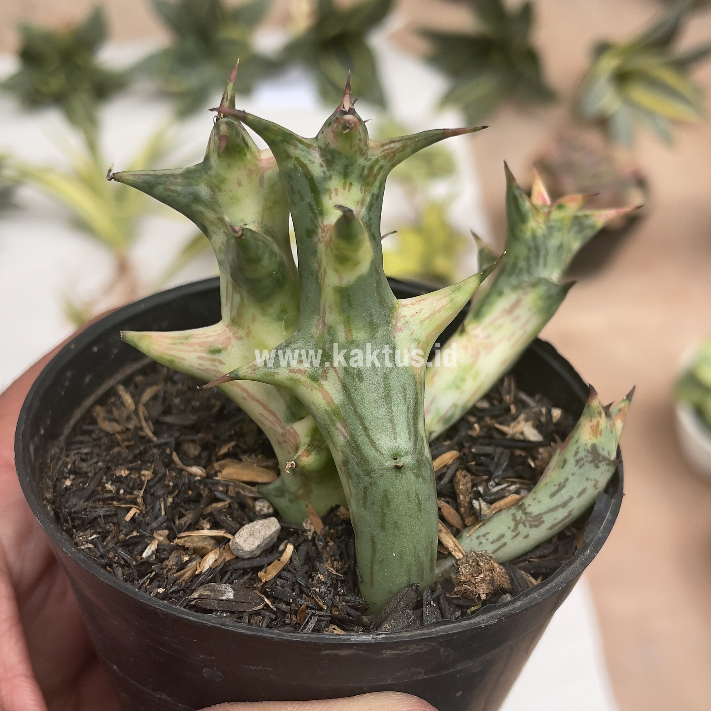 874. Huernia Hesperidum Variegated - Image 7