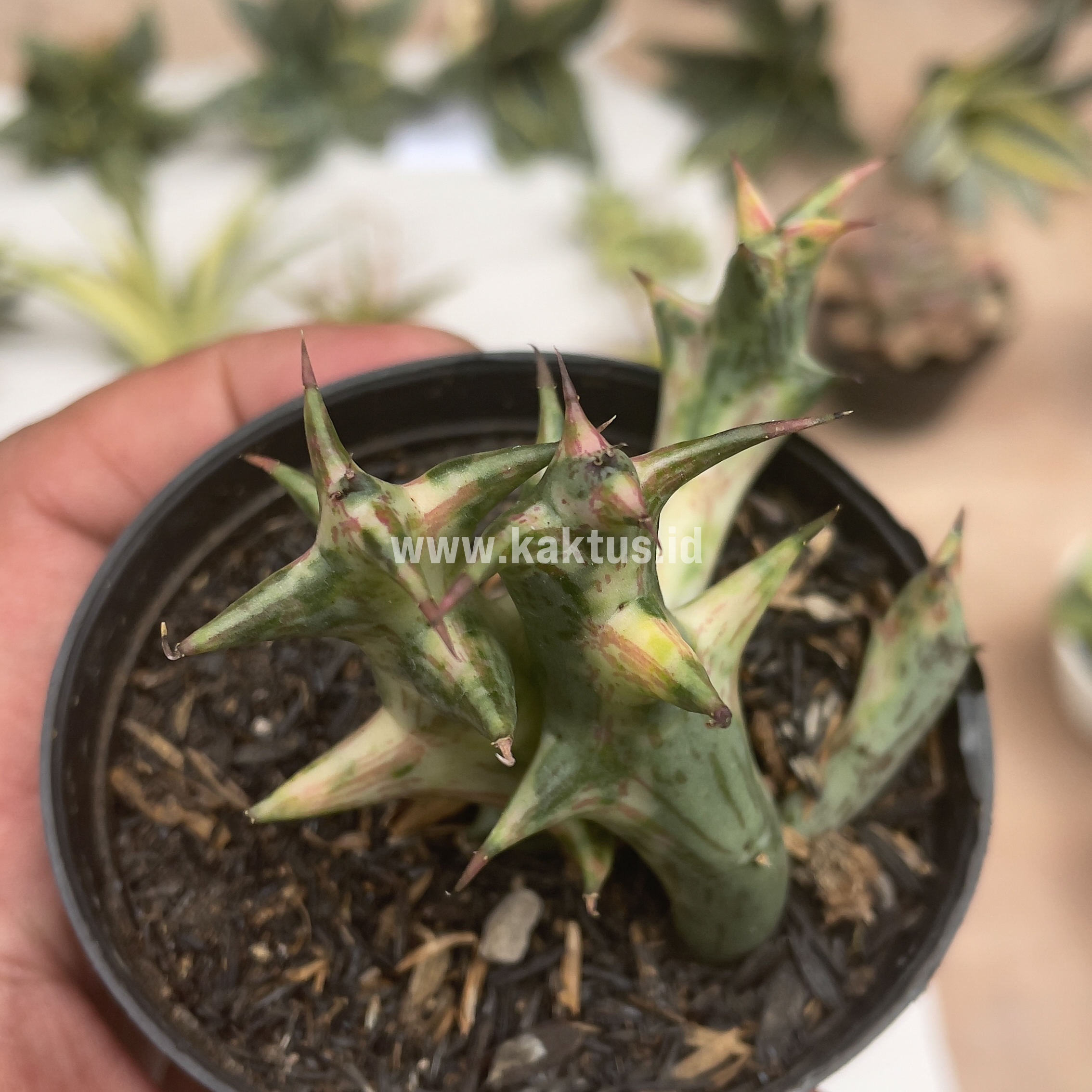 874. Huernia Hesperidum Variegated - Image 8
