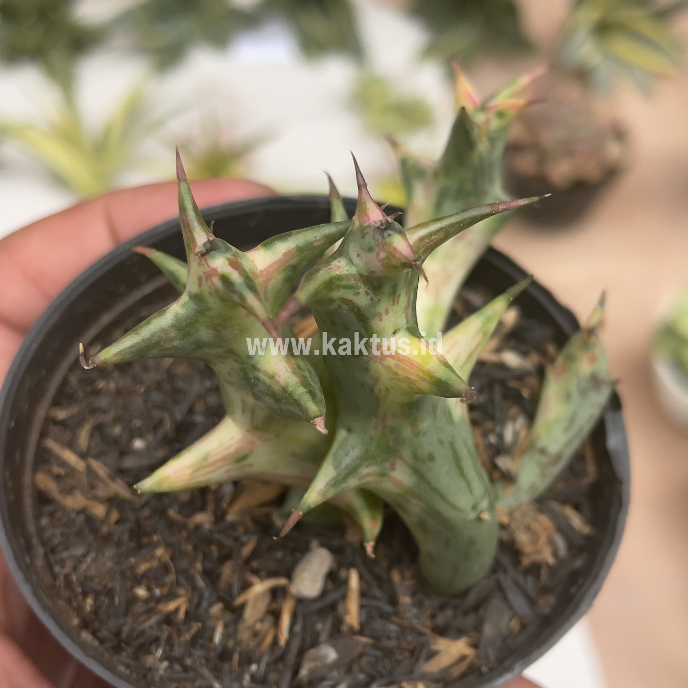 874. Huernia Hesperidum Variegated - Image 9