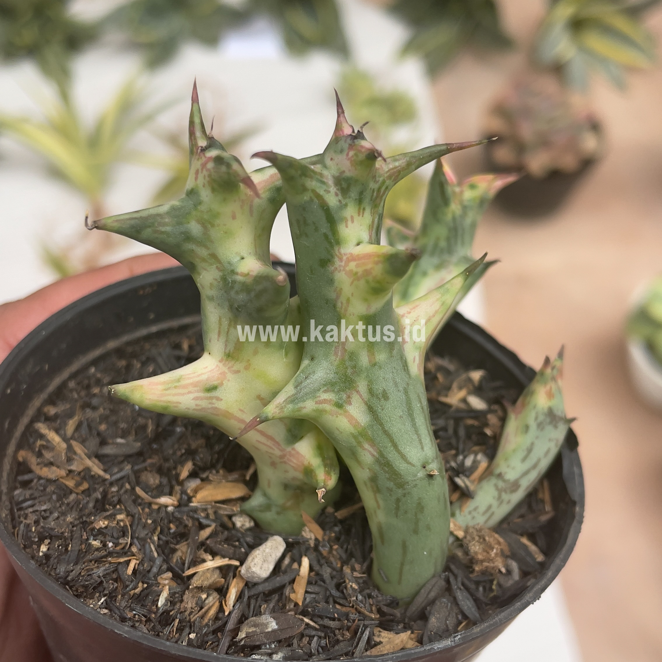 874. Huernia Hesperidum Variegated - Image 10
