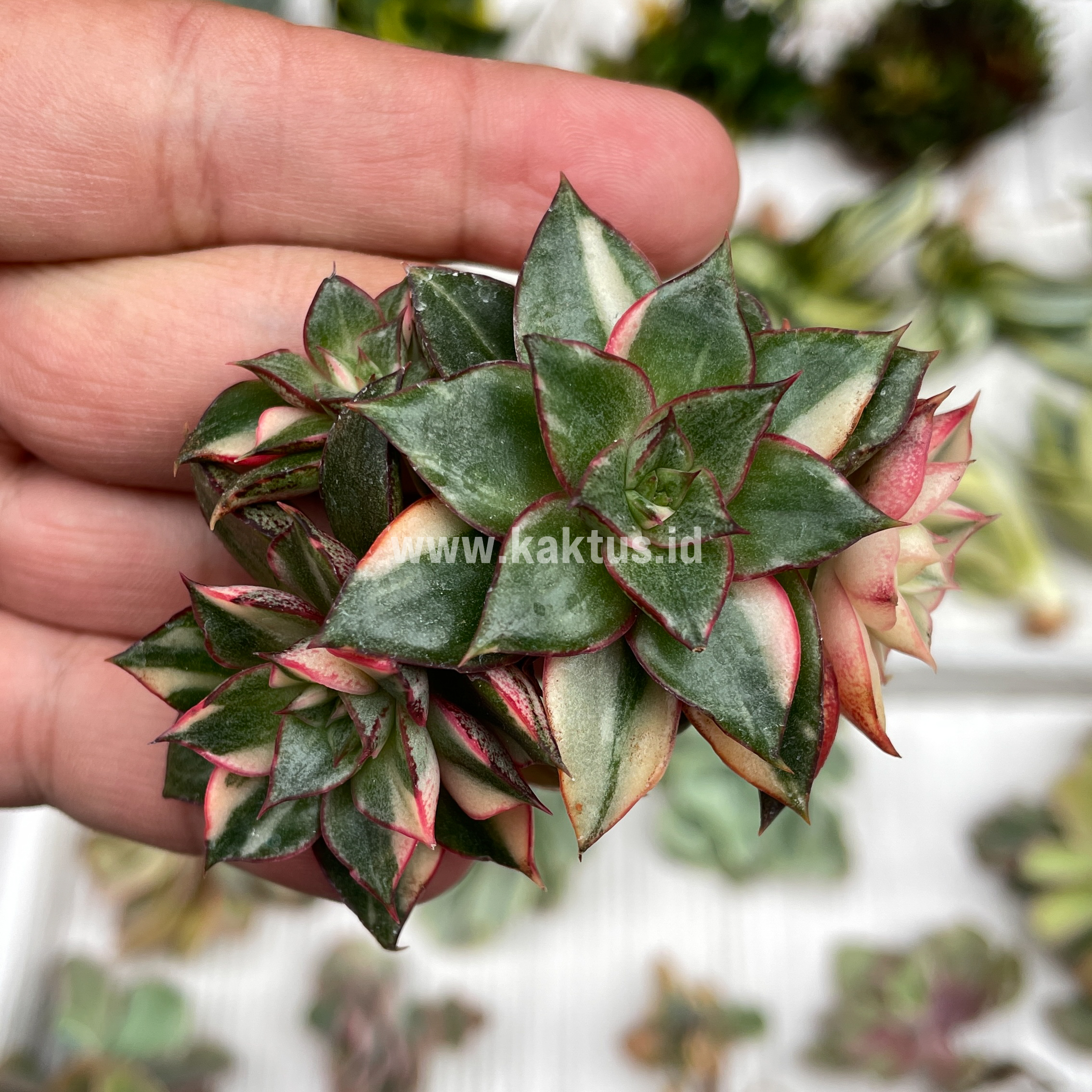 875. Echeveria Monocerotis Variegated Cluster - Image 11