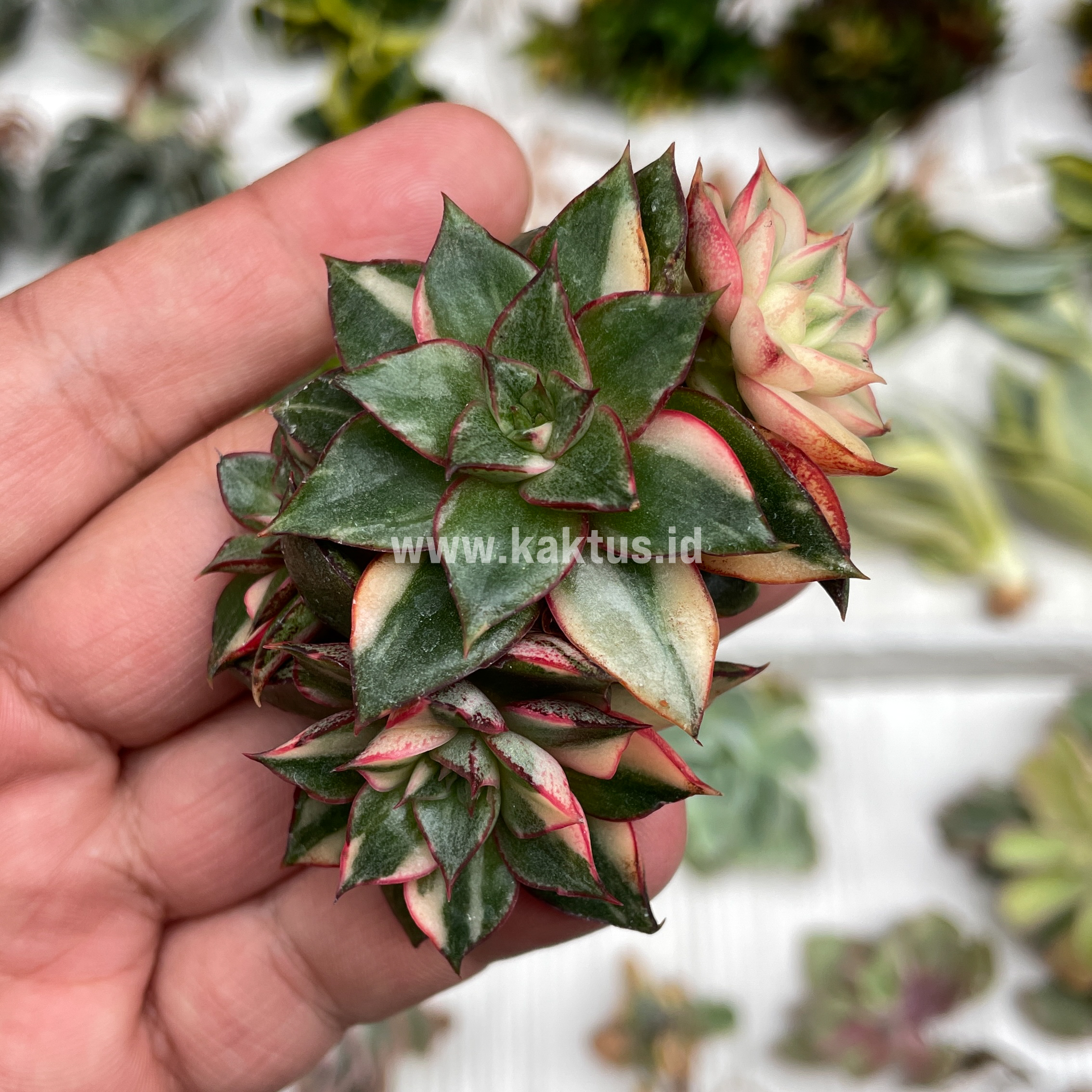 875. Echeveria Monocerotis Variegated Cluster - Image 4