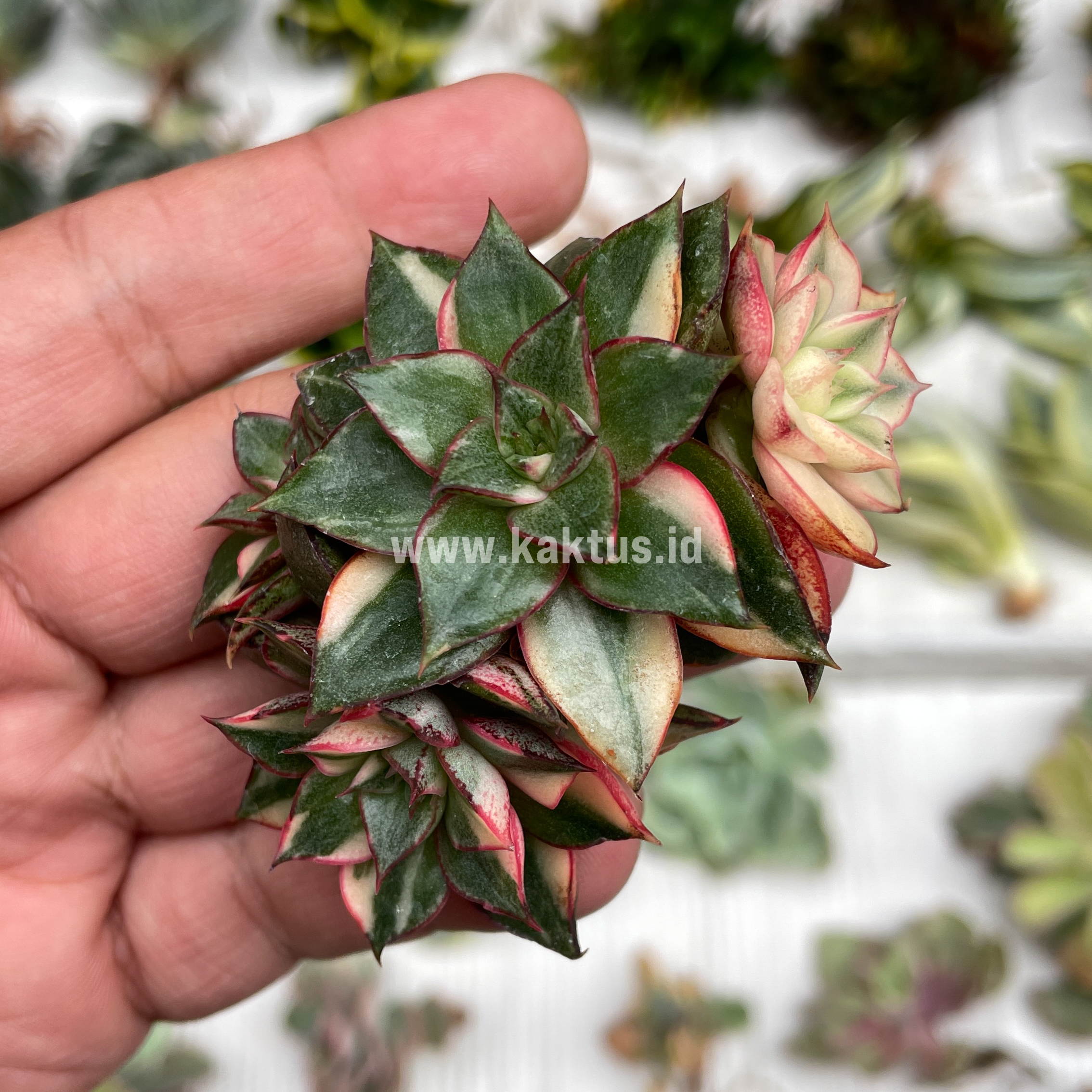 875. Echeveria Monocerotis Variegated Cluster - Image 5