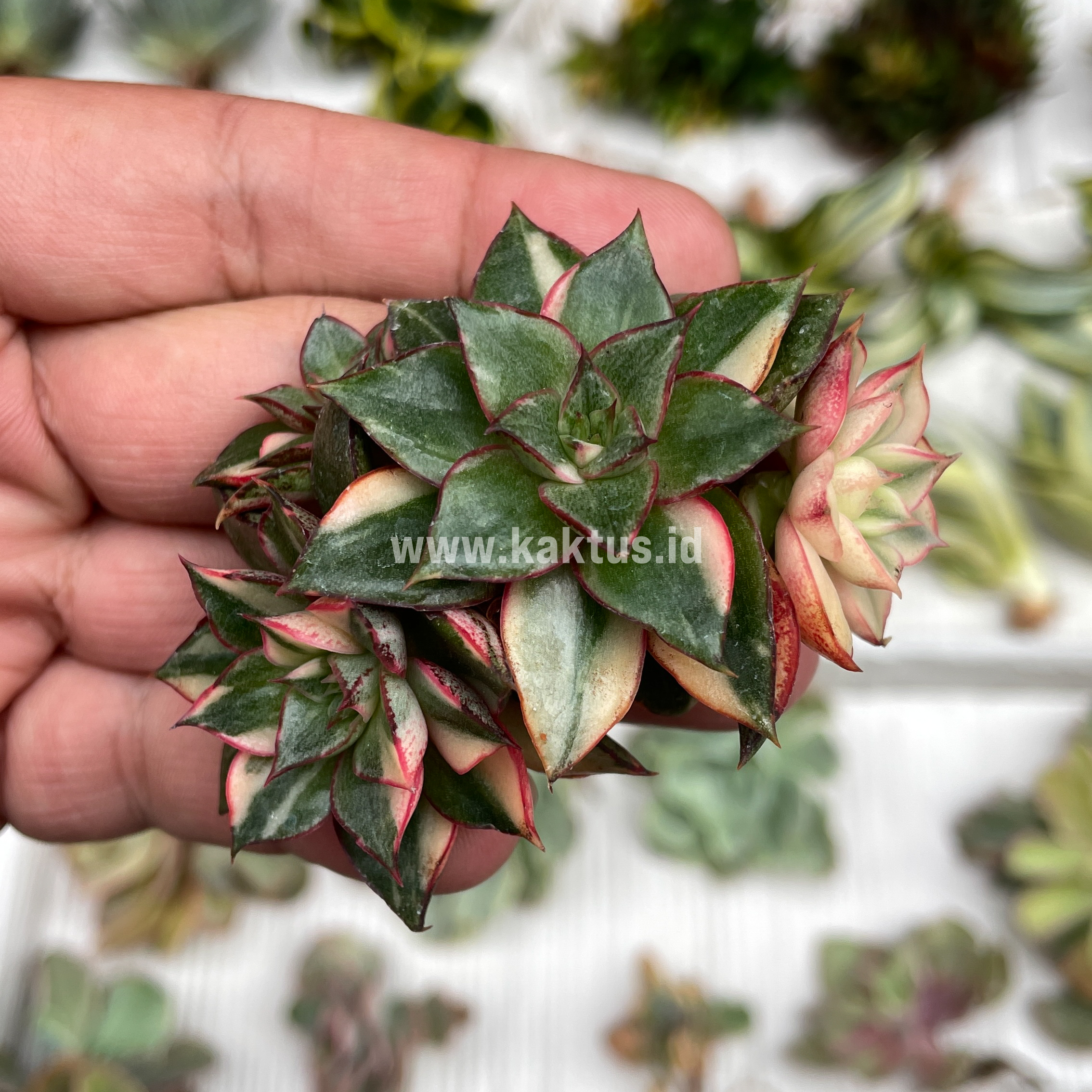 875. Echeveria Monocerotis Variegated Cluster - Image 6