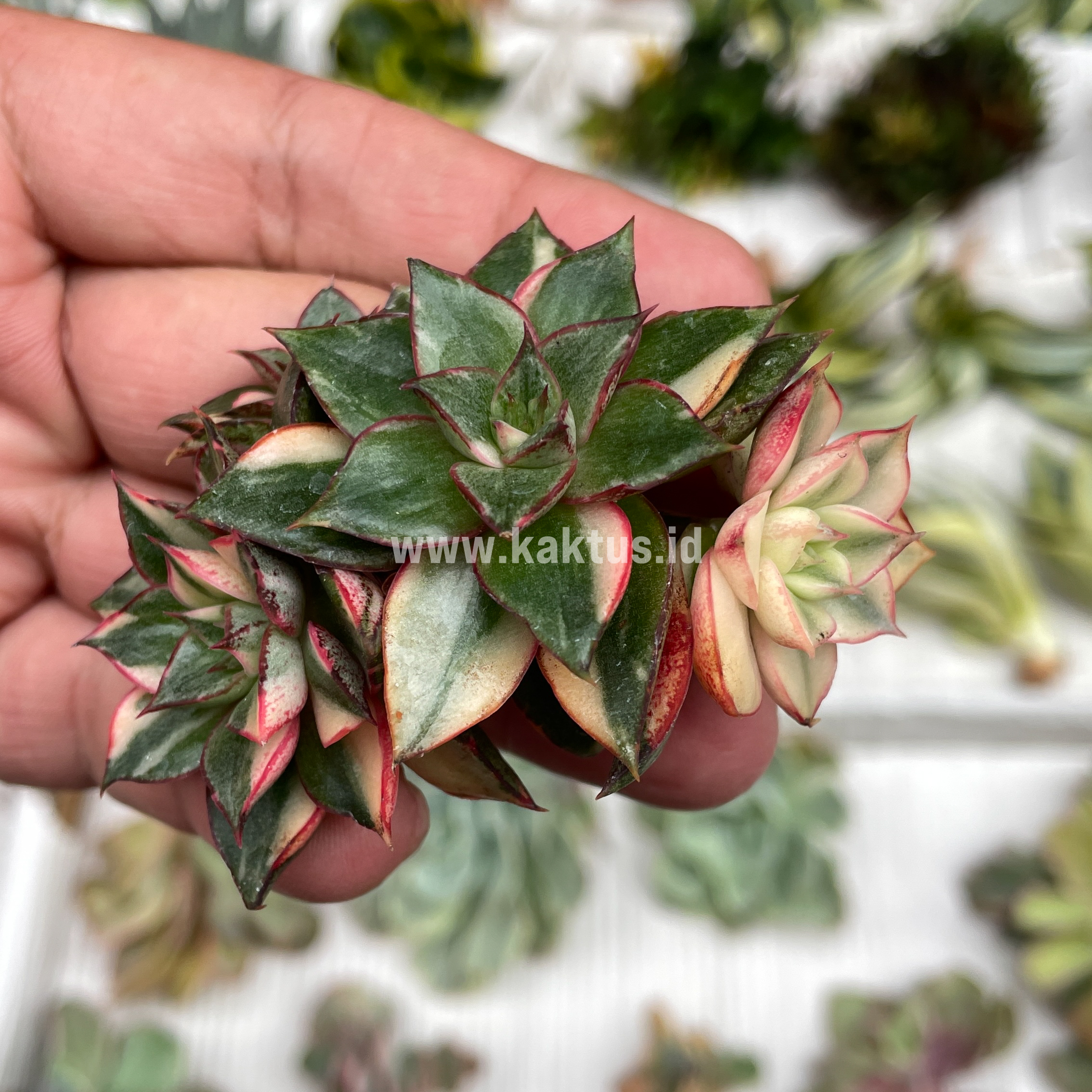 875. Echeveria Monocerotis Variegated Cluster - Image 7