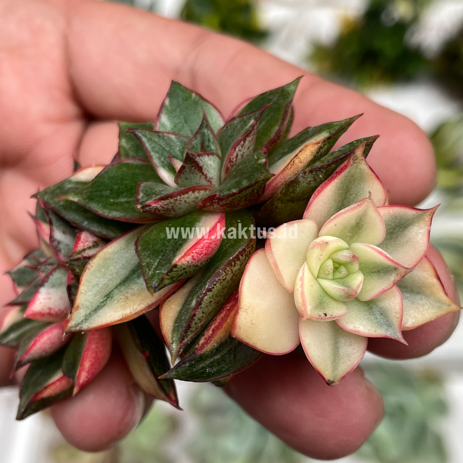 875. Echeveria Monocerotis Variegated Cluster - Image 2