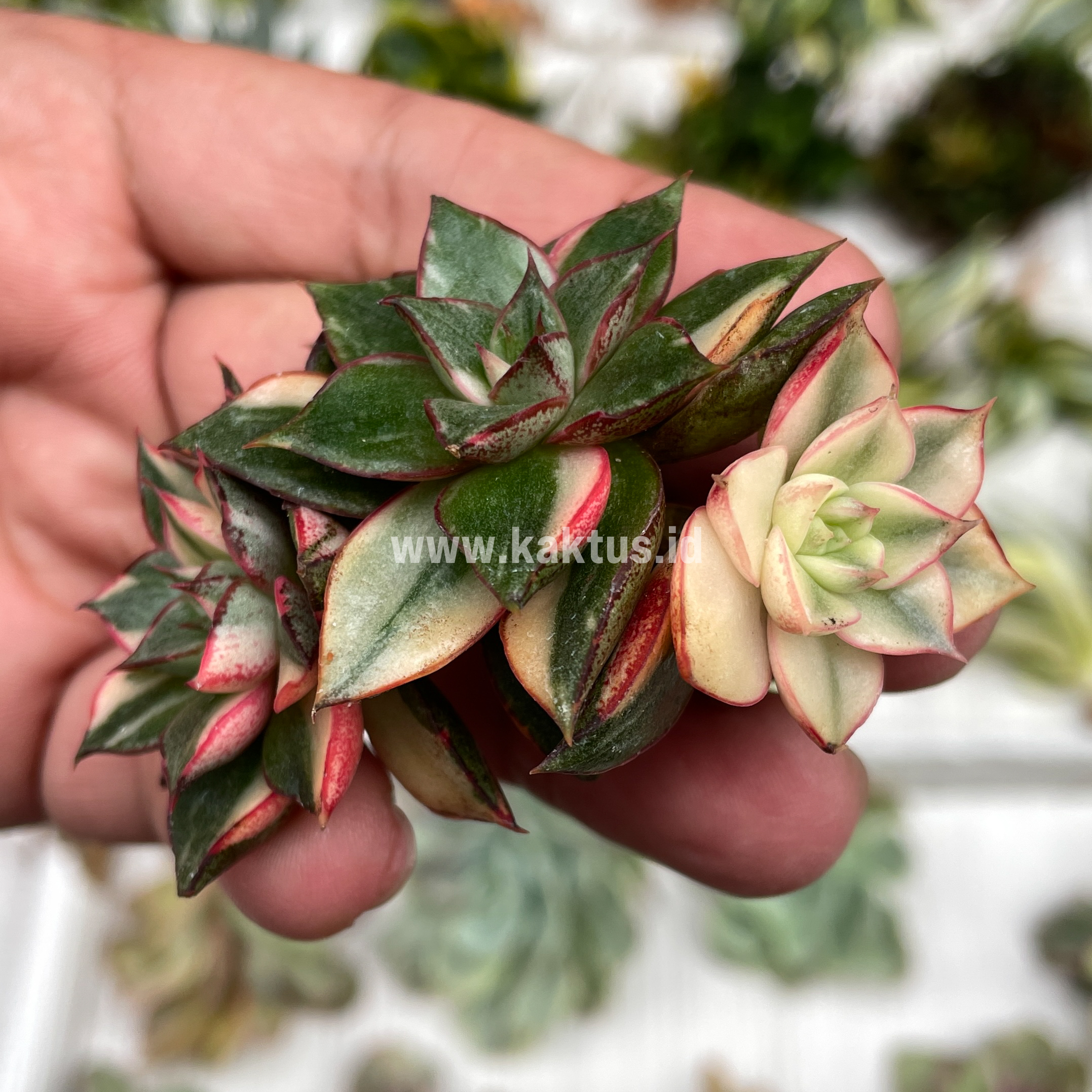 875. Echeveria Monocerotis Variegated Cluster - Image 8