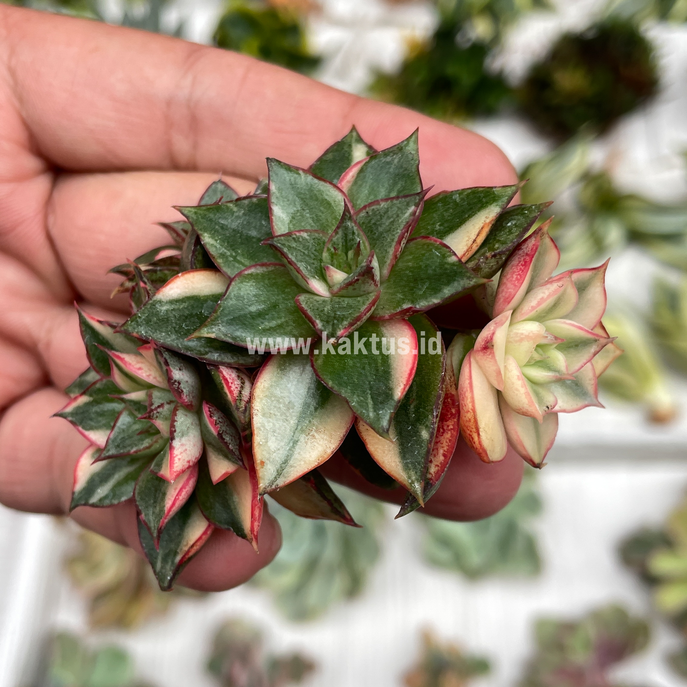 875. Echeveria Monocerotis Variegated Cluster - Image 9