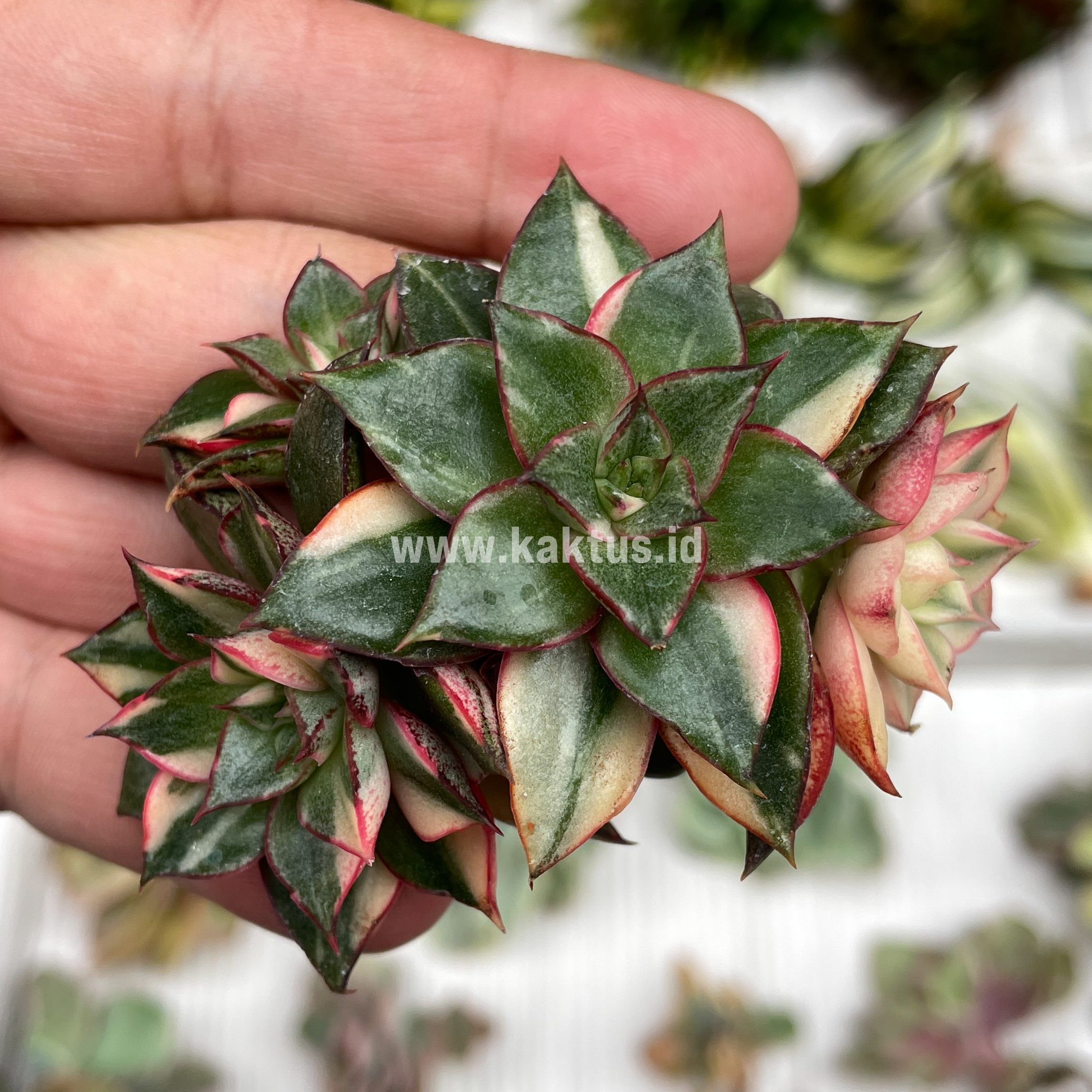 875. Echeveria Monocerotis Variegated Cluster - Image 10