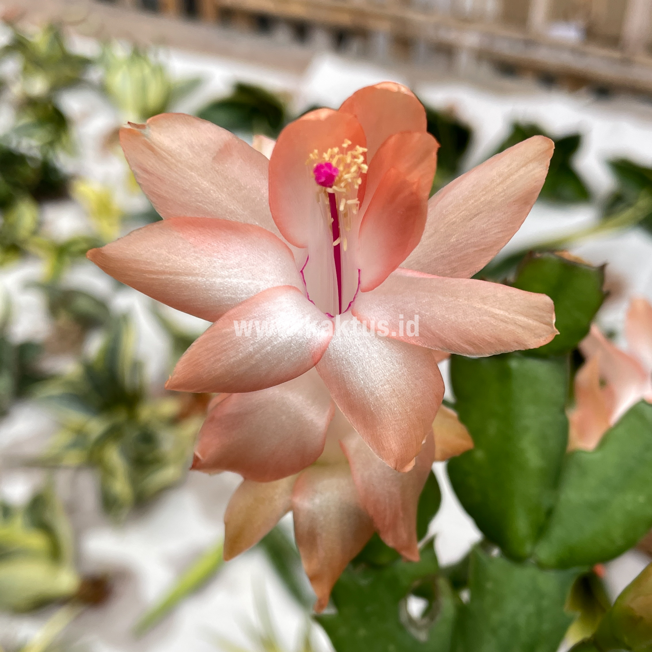 876. Schlumbergera Truncata 'Peach Parfait' - Image 3