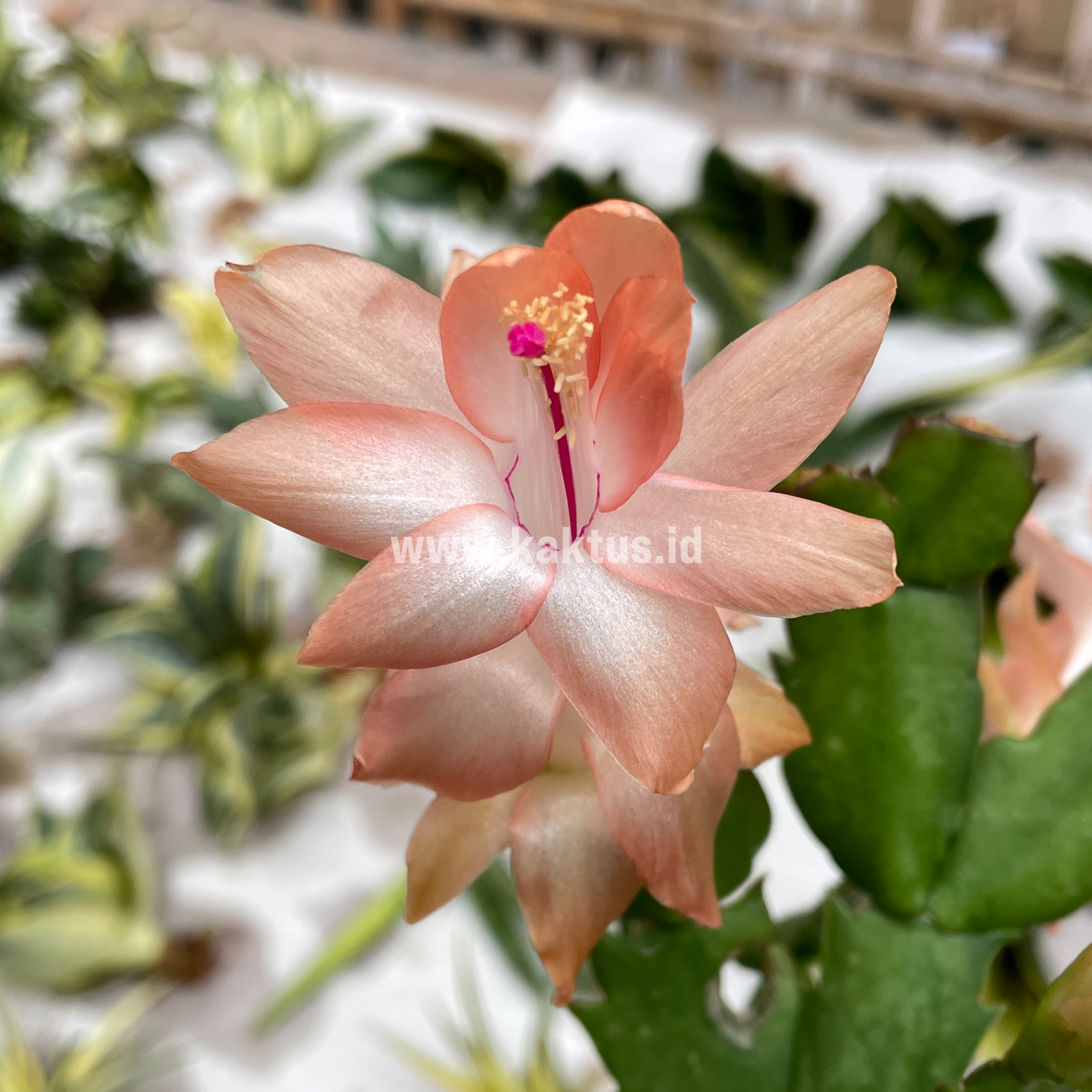 876. Schlumbergera Truncata 'Peach Parfait' - Image 4