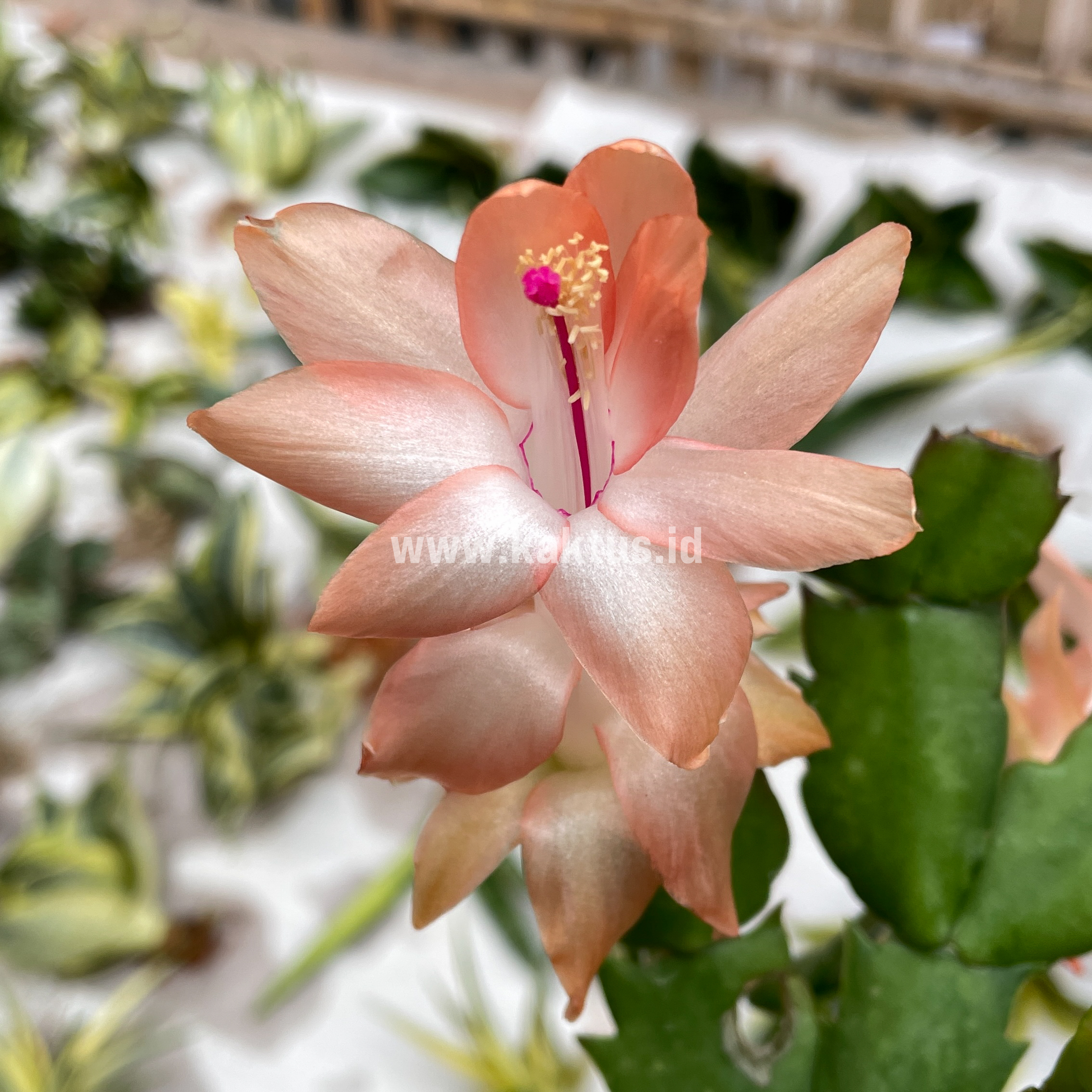 876. Schlumbergera Truncata 'Peach Parfait' - Image 5
